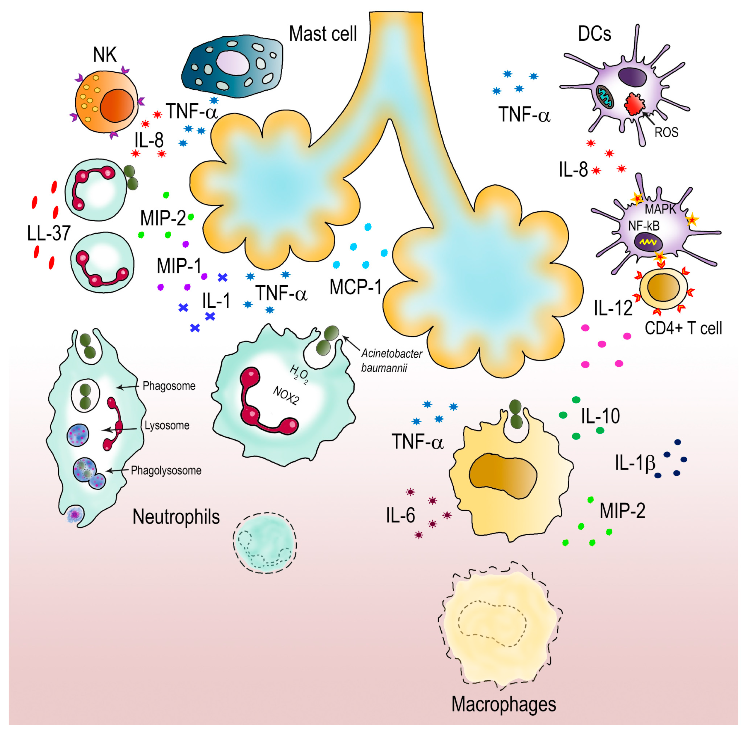 Pathogens 10 00387 g002 Pathogens 10 00387 g002