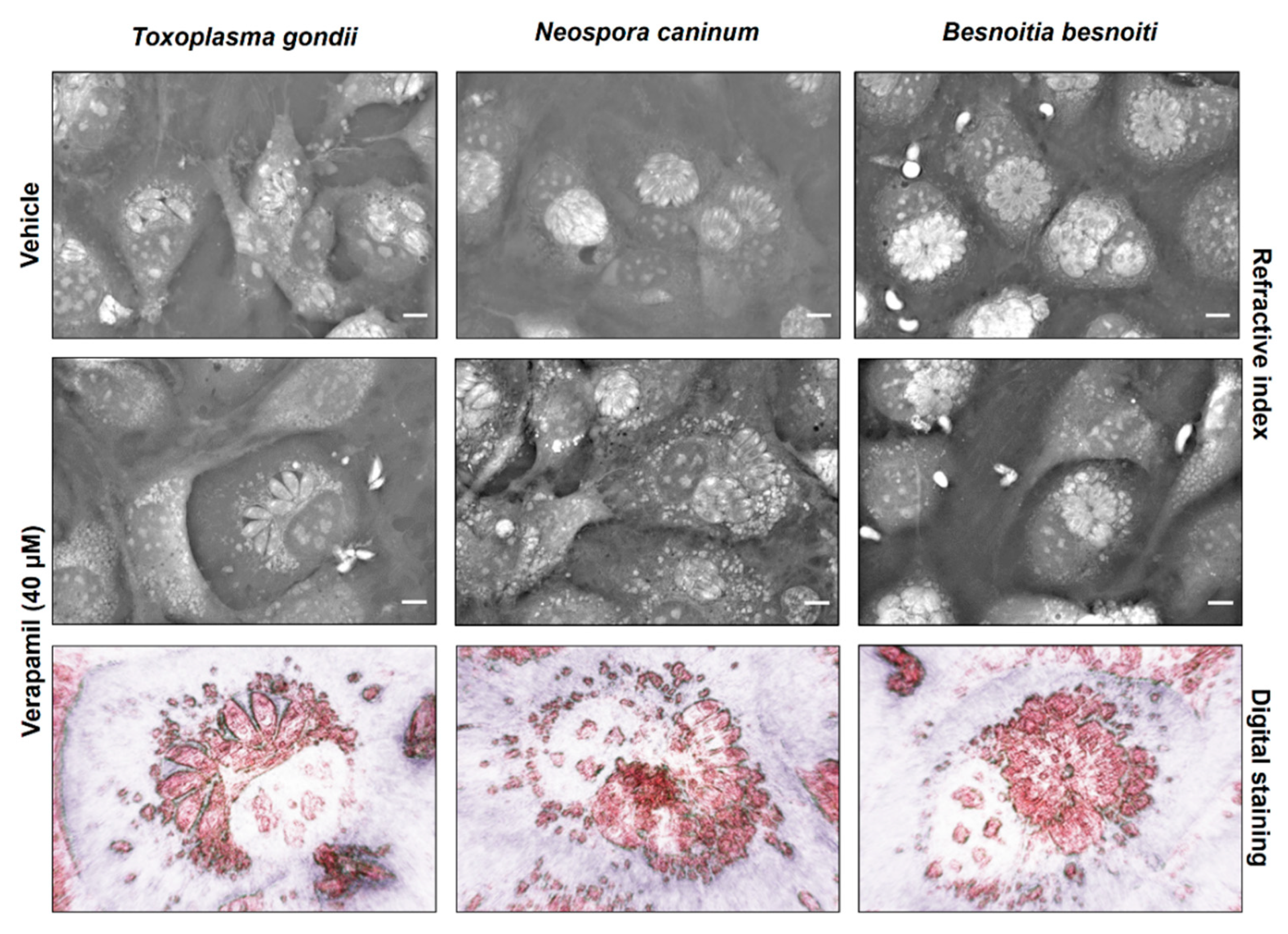 Pathogens 10 00395 g005