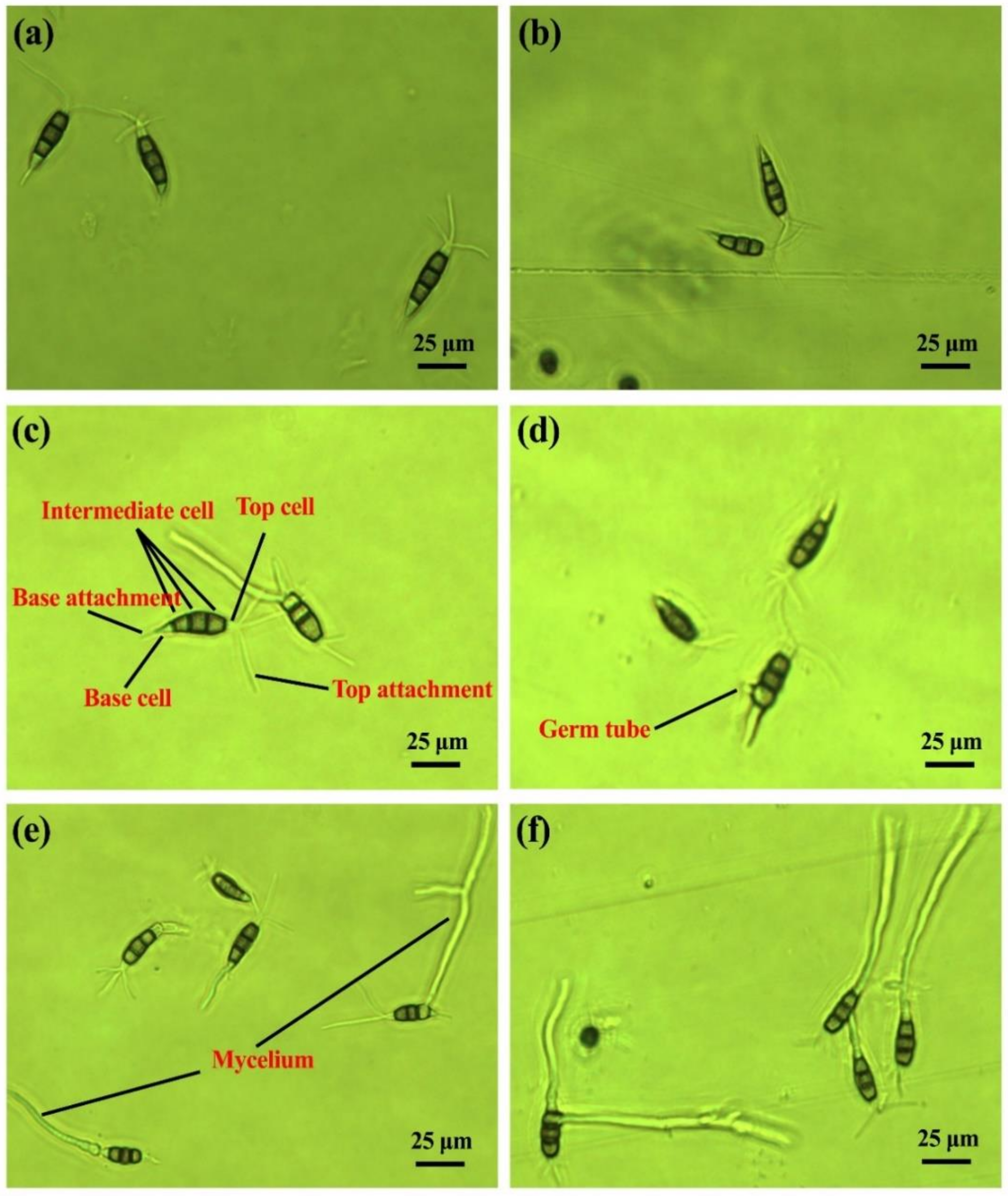 Pathogens 10 00402 g002