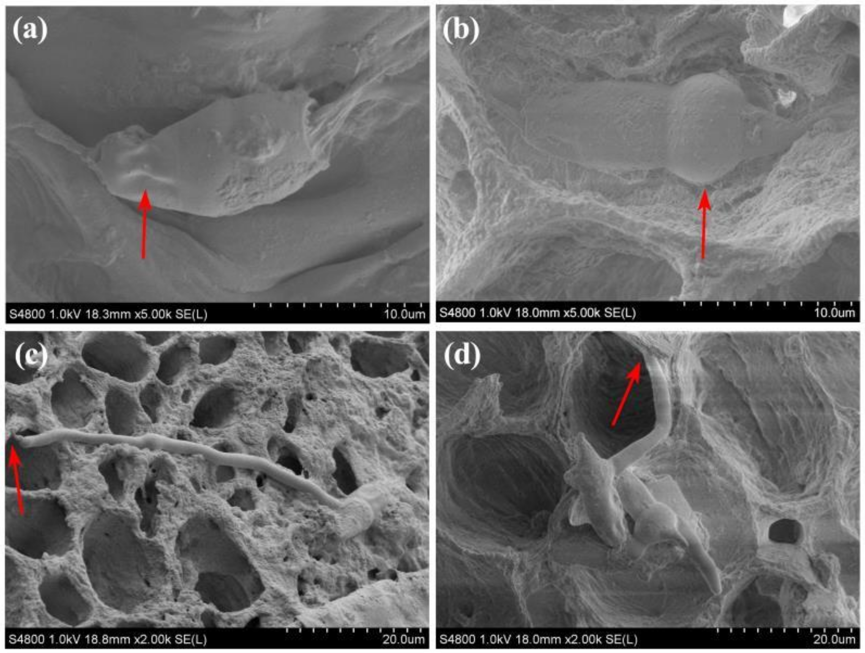Pathogens 10 00402 g004