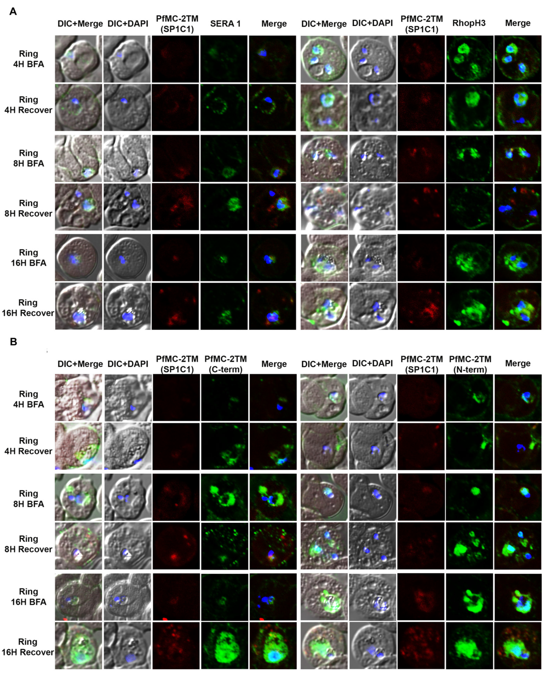 Pathogens 10 00431 g003a Pathogens 10 00431 g003a