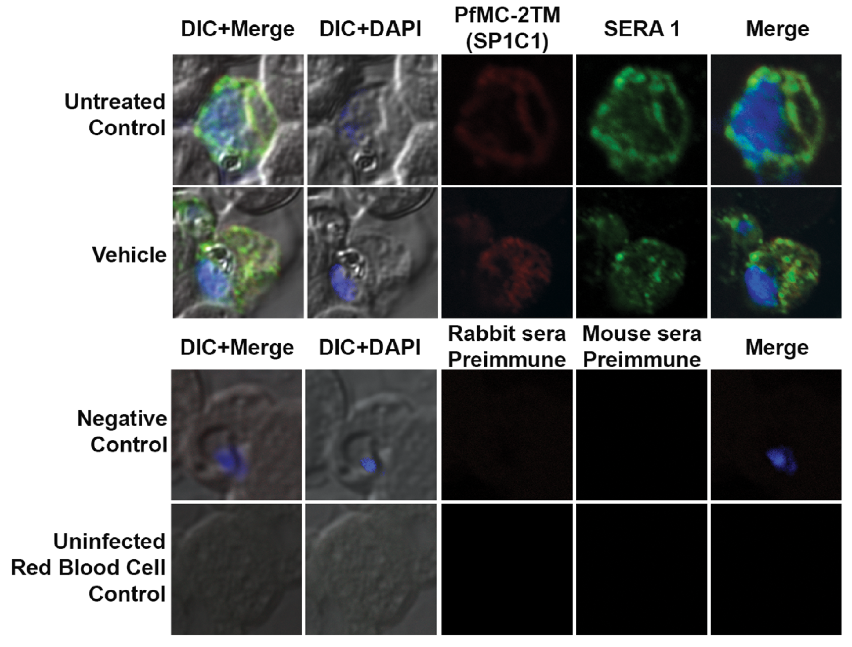 Pathogens 10 00431 g005 Pathogens 10 00431 g005