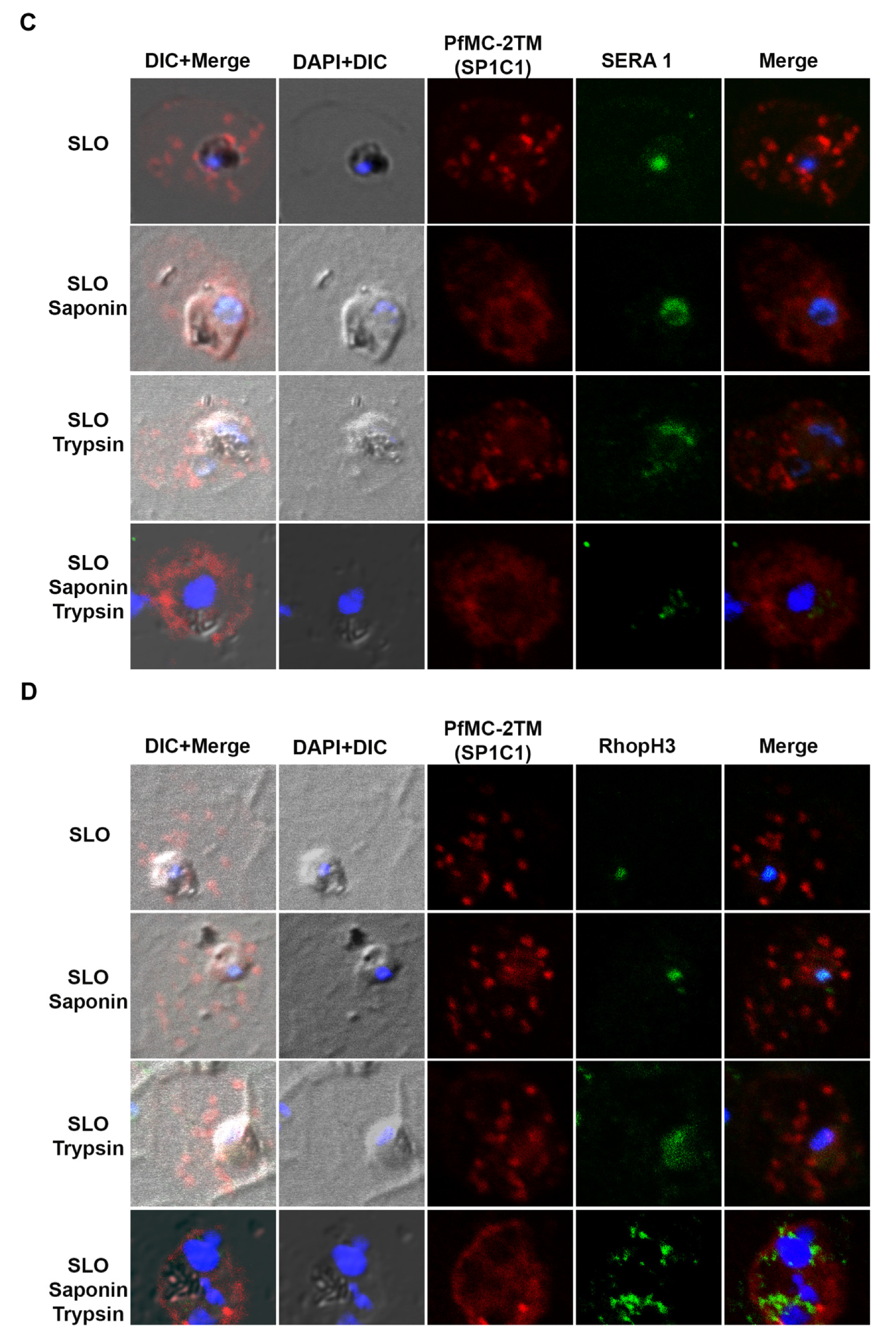 Pathogens 10 00431 g007b Pathogens 10 00431 g007b