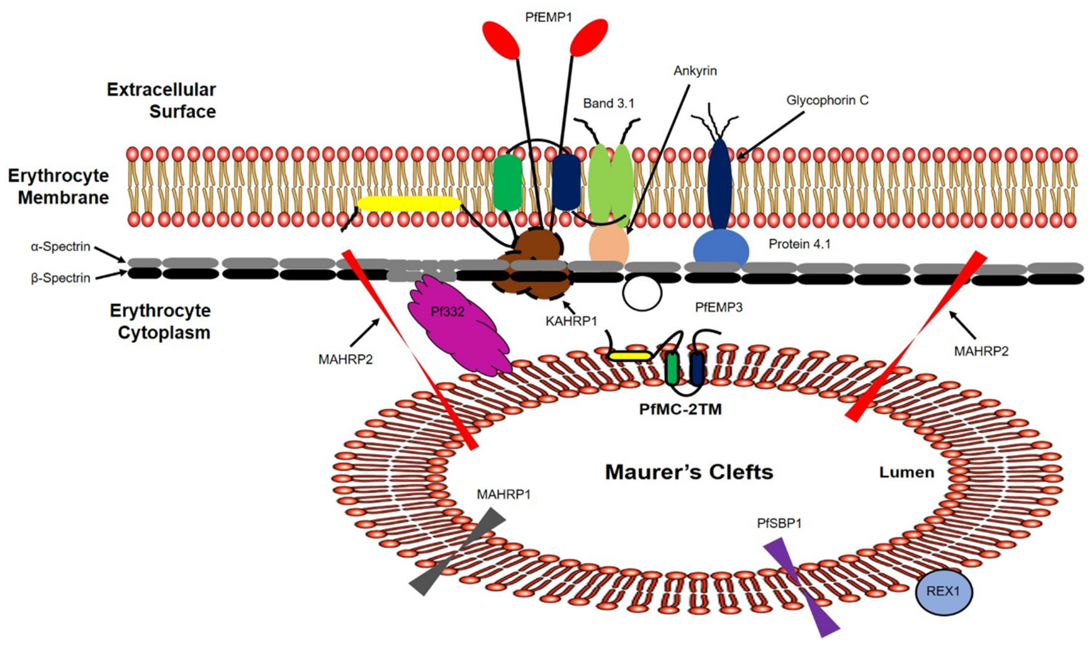 Pathogens 10 00431 g009 Pathogens 10 00431 g009