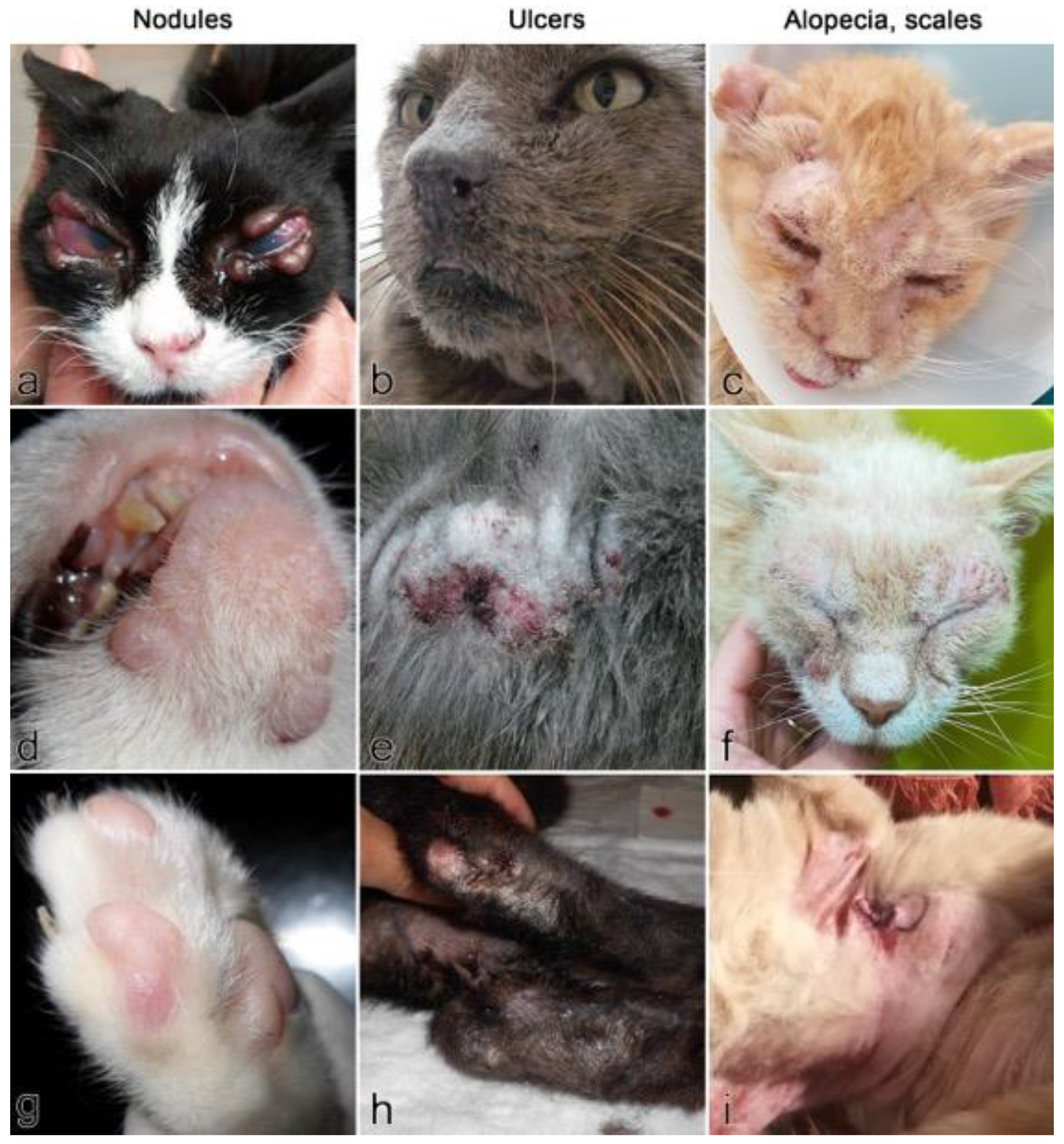 Pathogens | Free Full-Text | Skin Lesions in Feline Leishmaniosis: A  Systematic Review | HTML