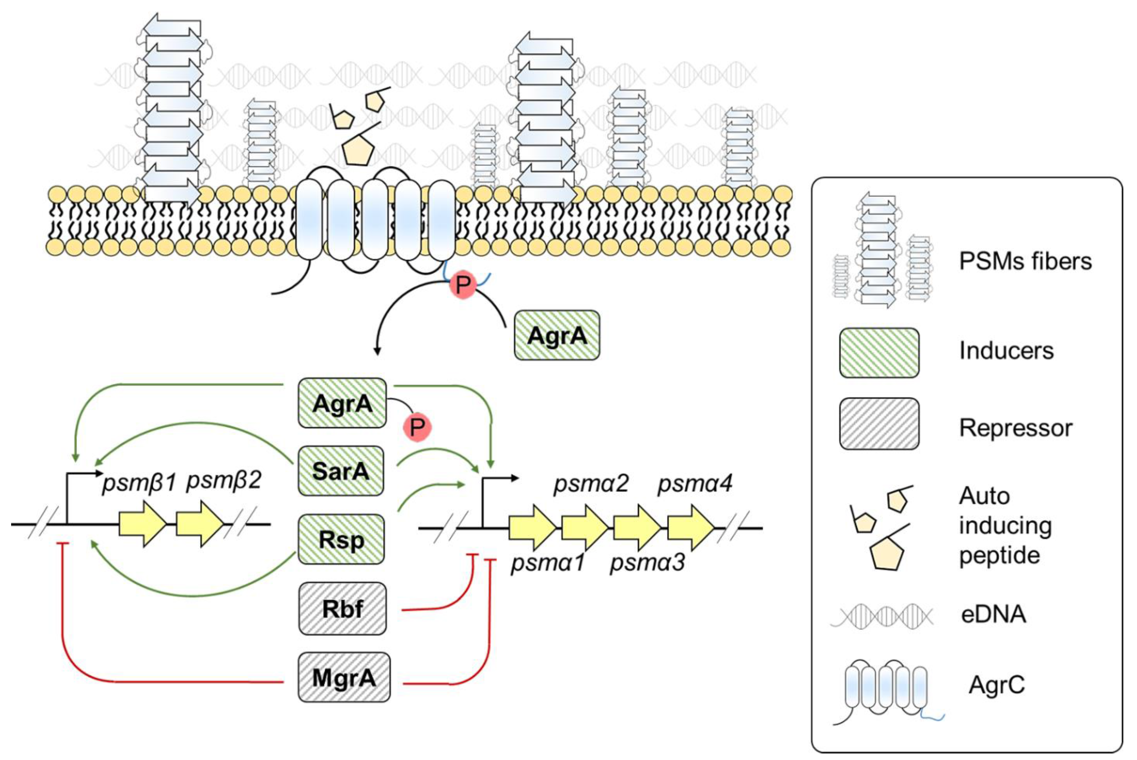 Pathogens Free Full Text Gene Regulation Of Biofilm Associated Functional Amyloids Html