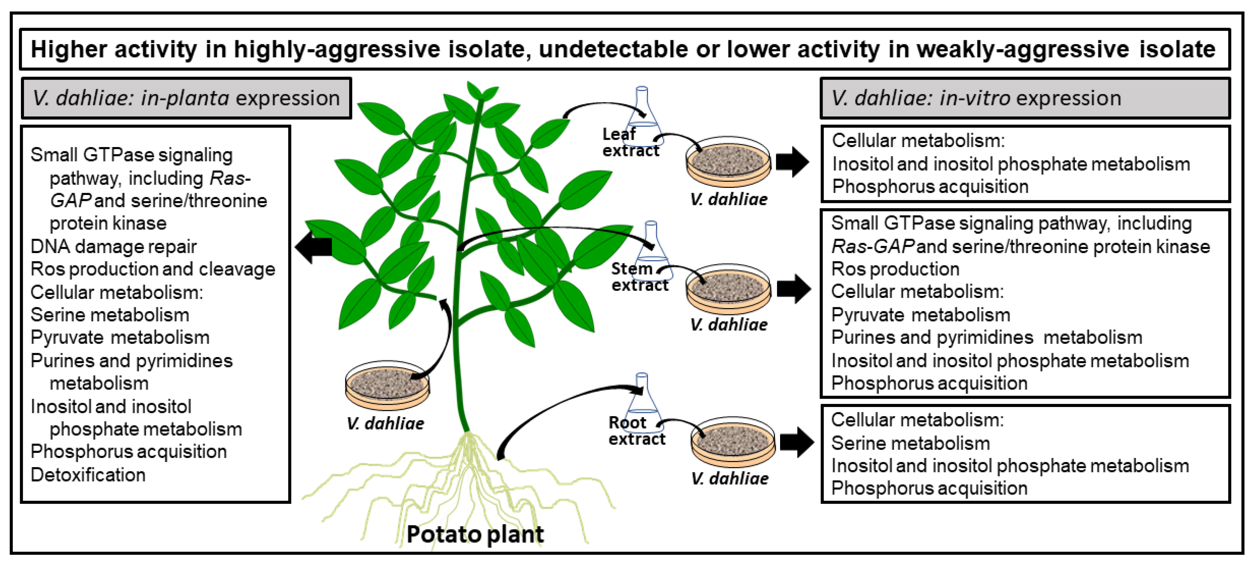 Pathogens 10 00510 g007