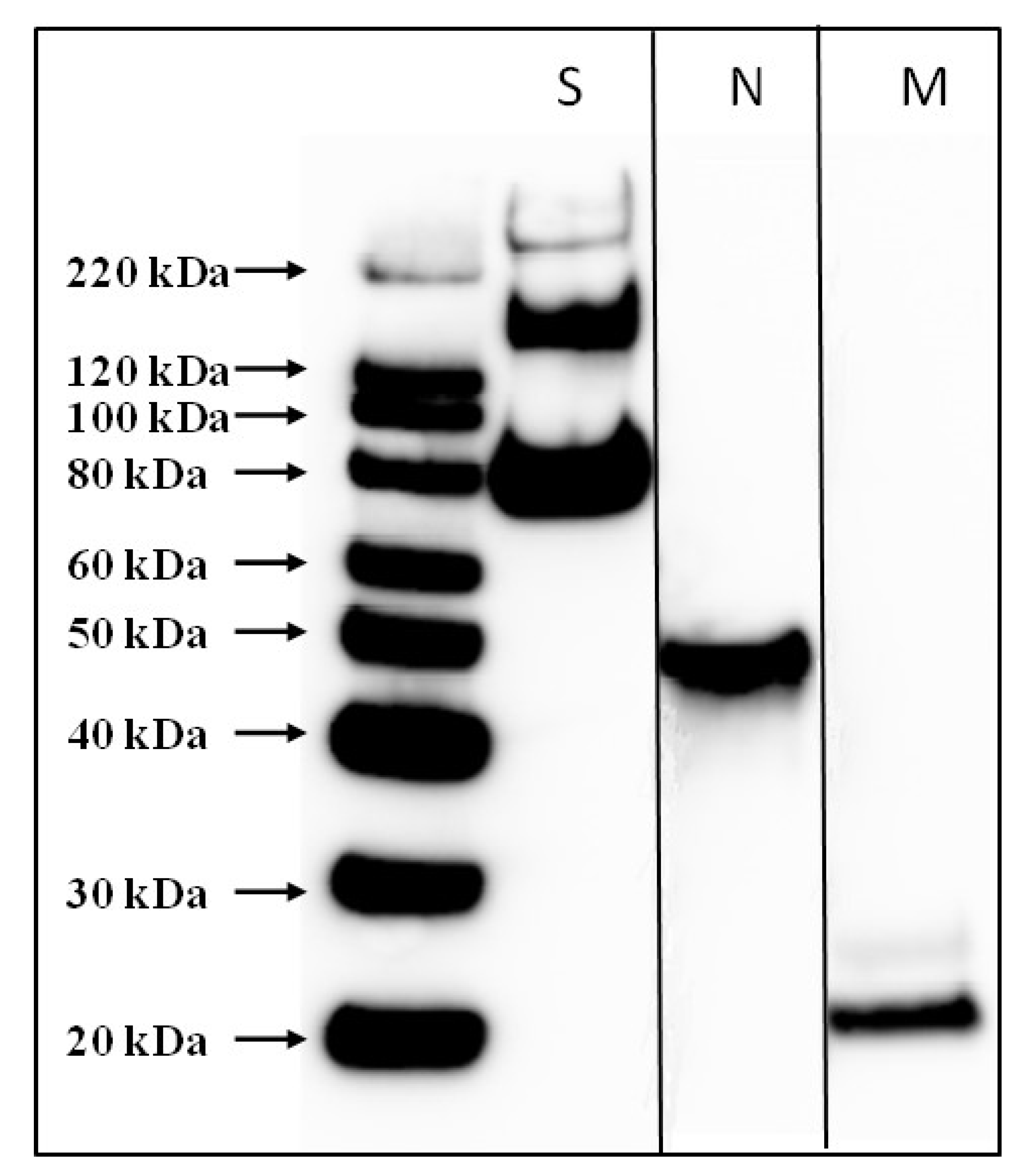 https://www.mdpi.com/pathogens/pathogens-10-00626/article_deploy/html/images/pathogens-10-00626-g001.png