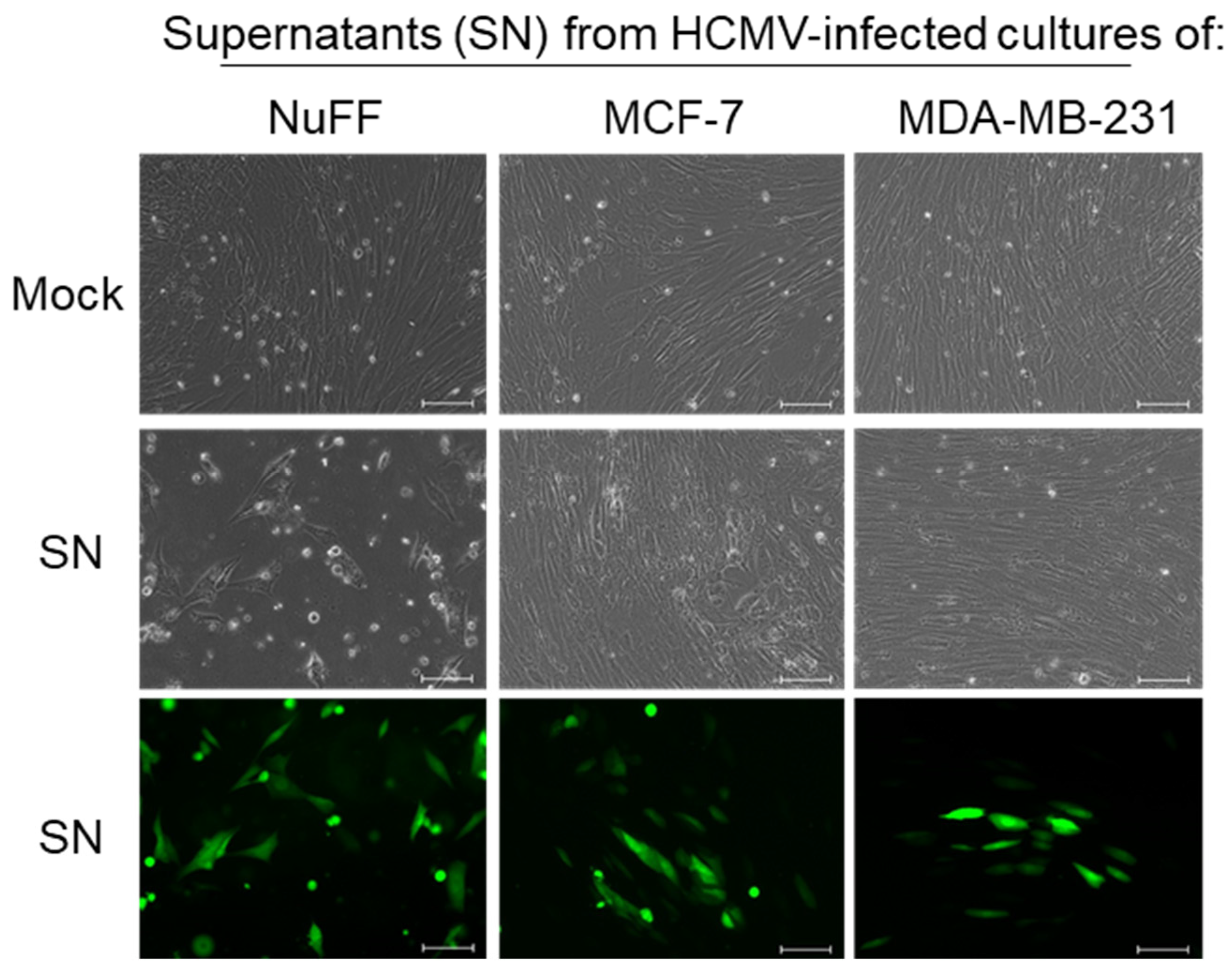 Pathogens 10 00641 g004