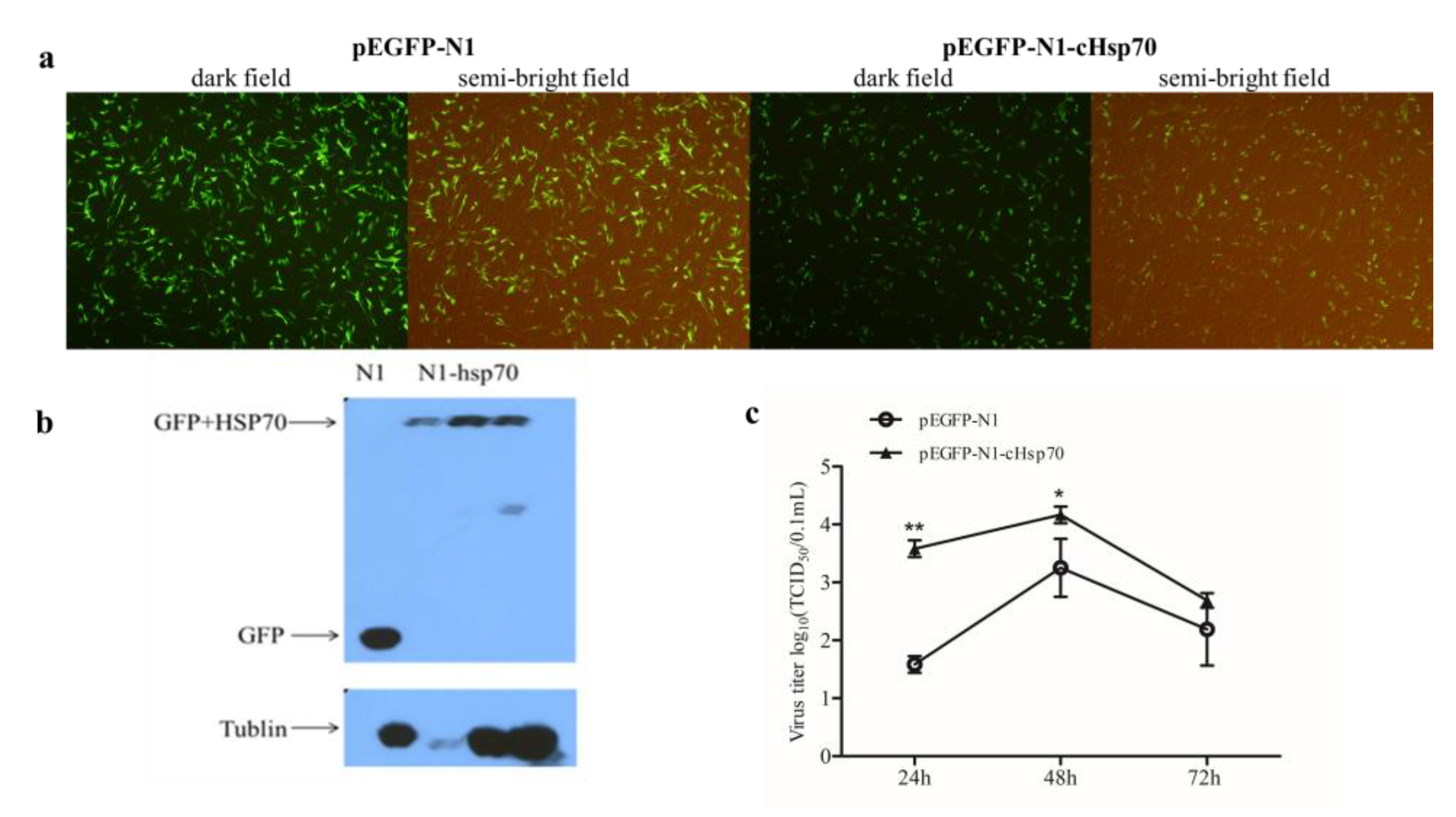 Pathogens 10 00664 g004 Pathogens 10 00664 g004