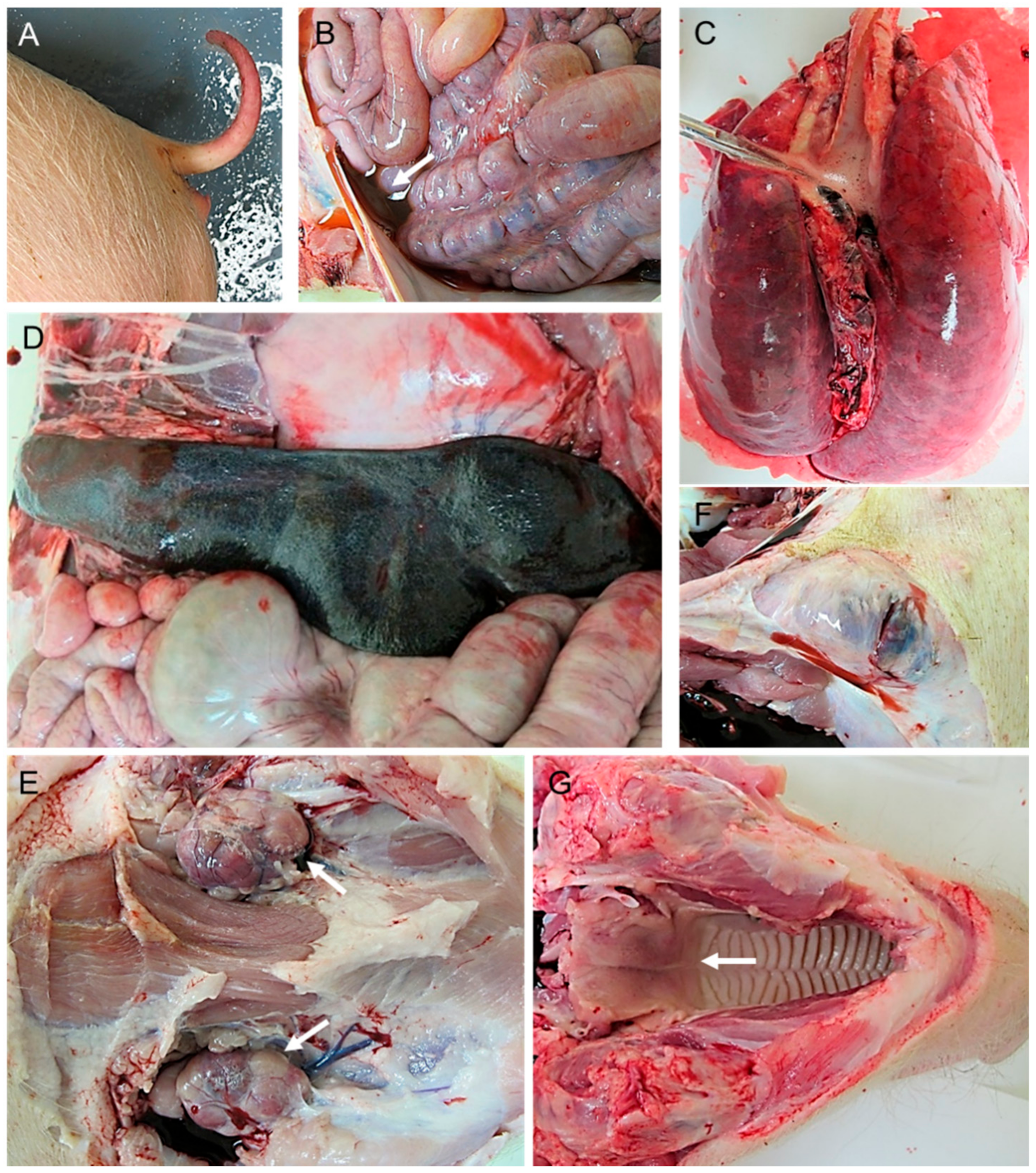 Pathogens 10 00768 g003