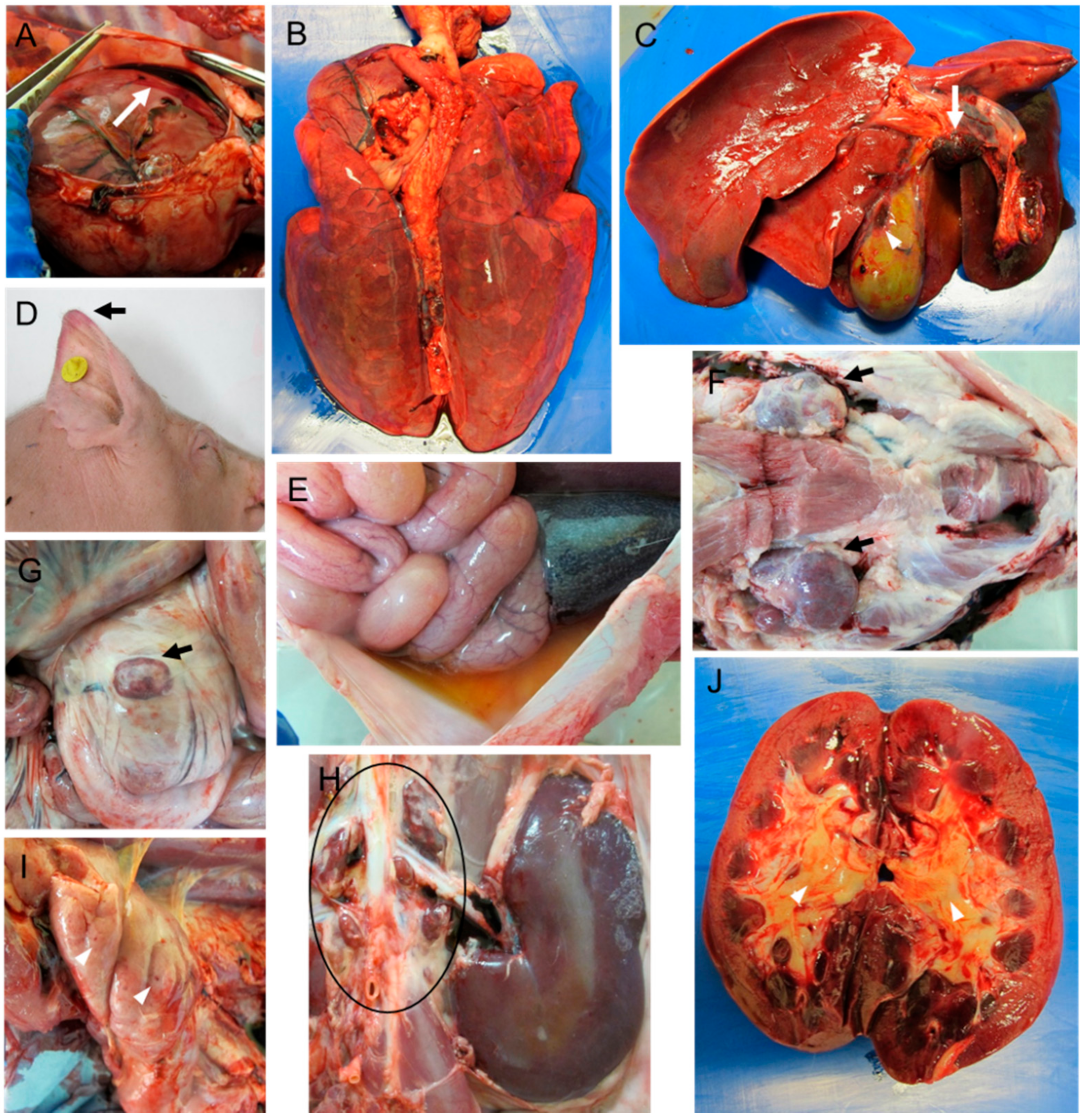 Pathogens 10 00768 g004