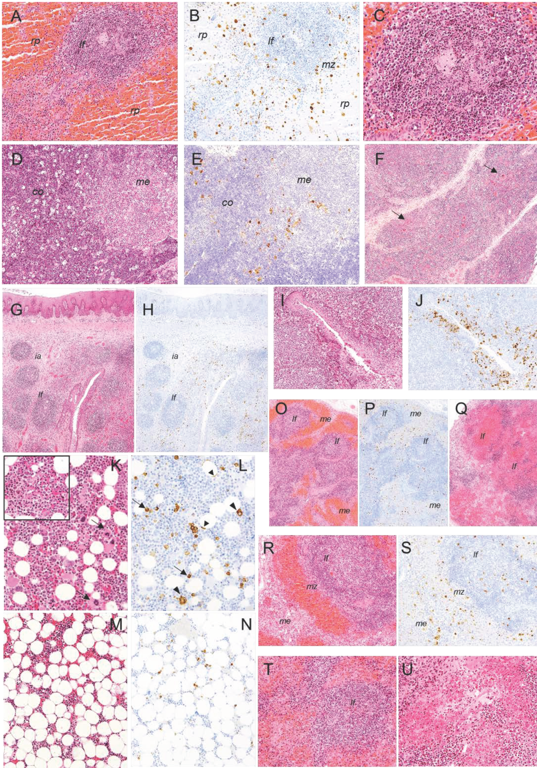 Pathogens 10 00768 g008