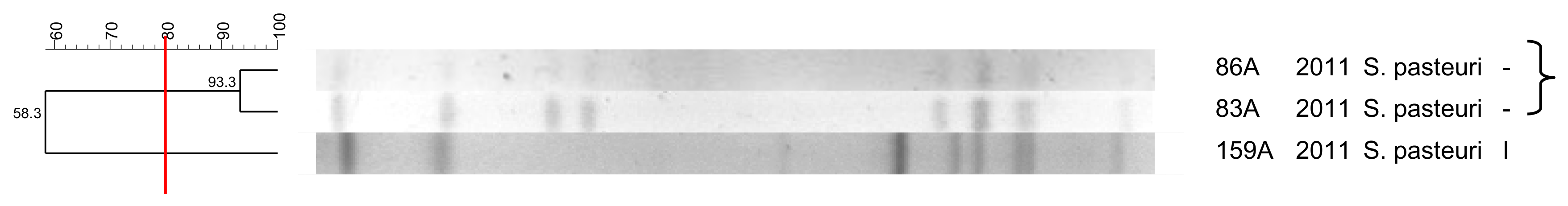 Pathogens 10 00792 g008 Pathogens 10 00792 g008