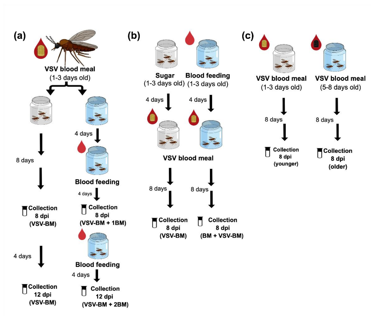 Pathogens 10 00816 g003