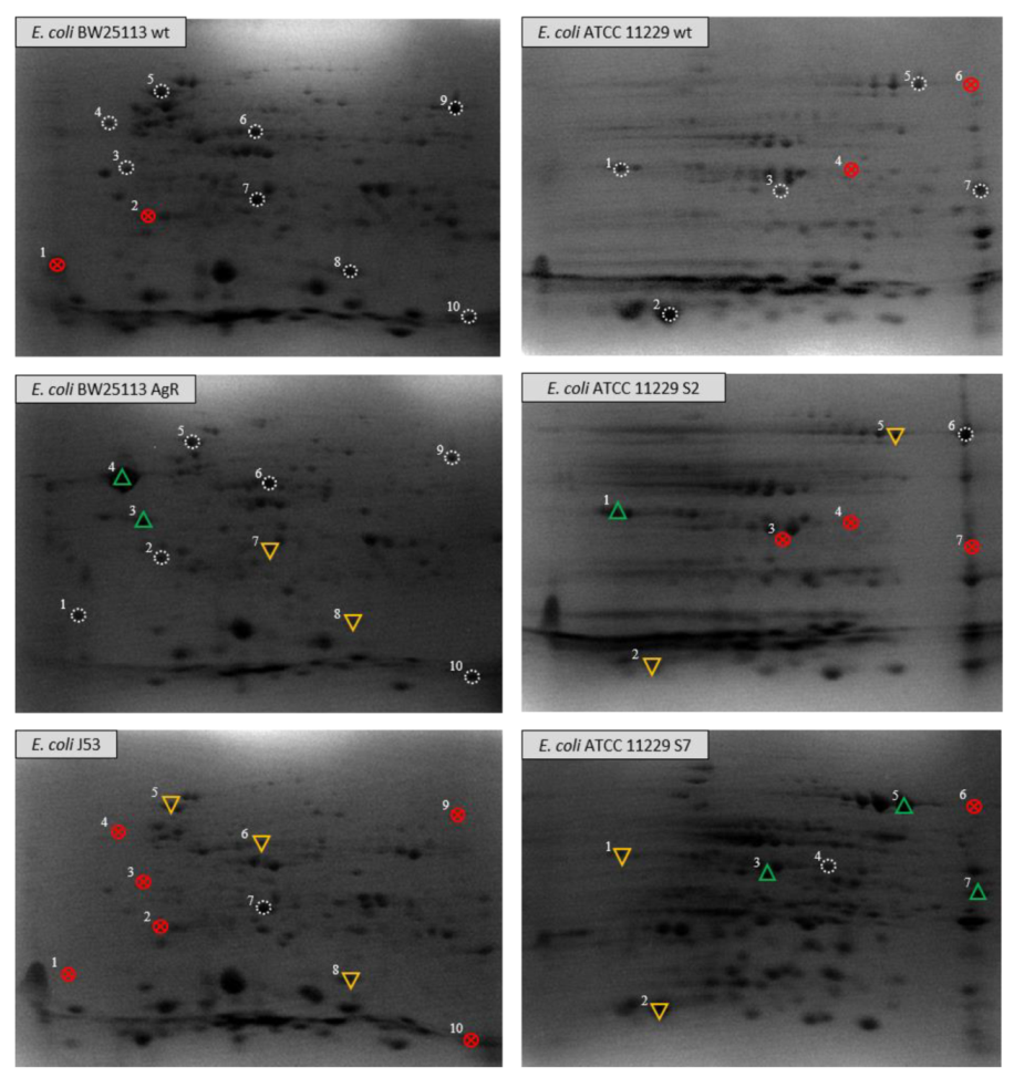 Pathogens 10 00817 g001 Pathogens 10 00817 g001