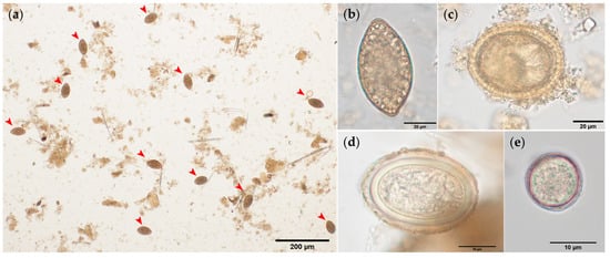 PDF) Molecular and morphological evidence of Taenia omissa in pumas (Puma  concolor) in the Peruvian Highlands