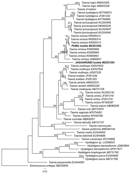 PDF) Molecular and morphological evidence of Taenia omissa in pumas (Puma  concolor) in the Peruvian Highlands