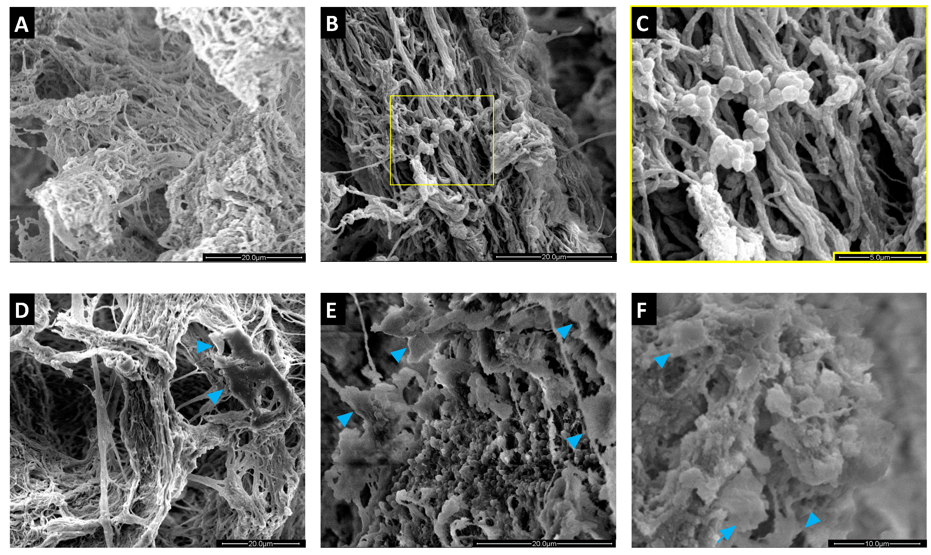 Pathogens 10 00837 g005