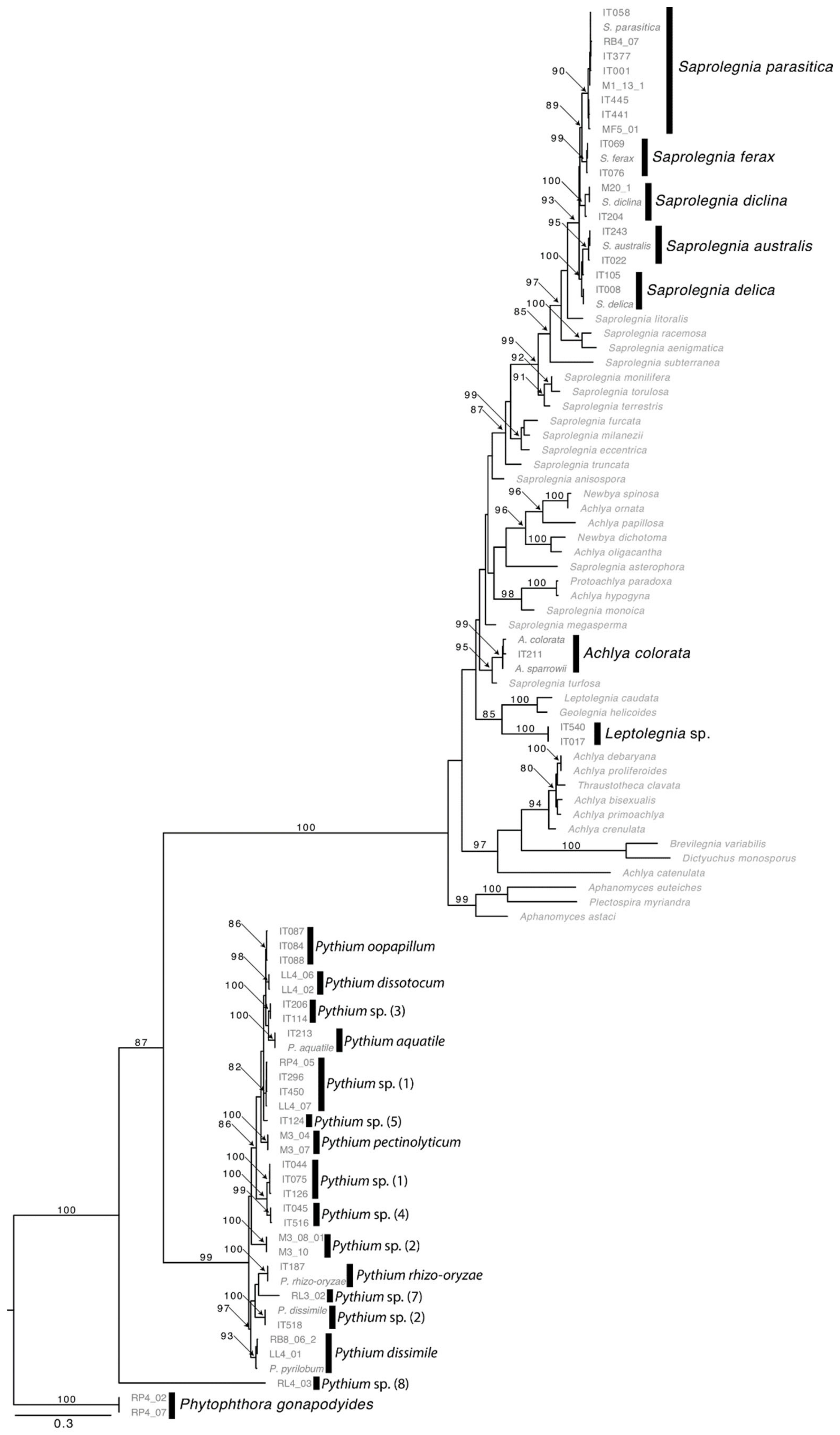Pathogens 10 00926 g003 Pathogens 10 00926 g003