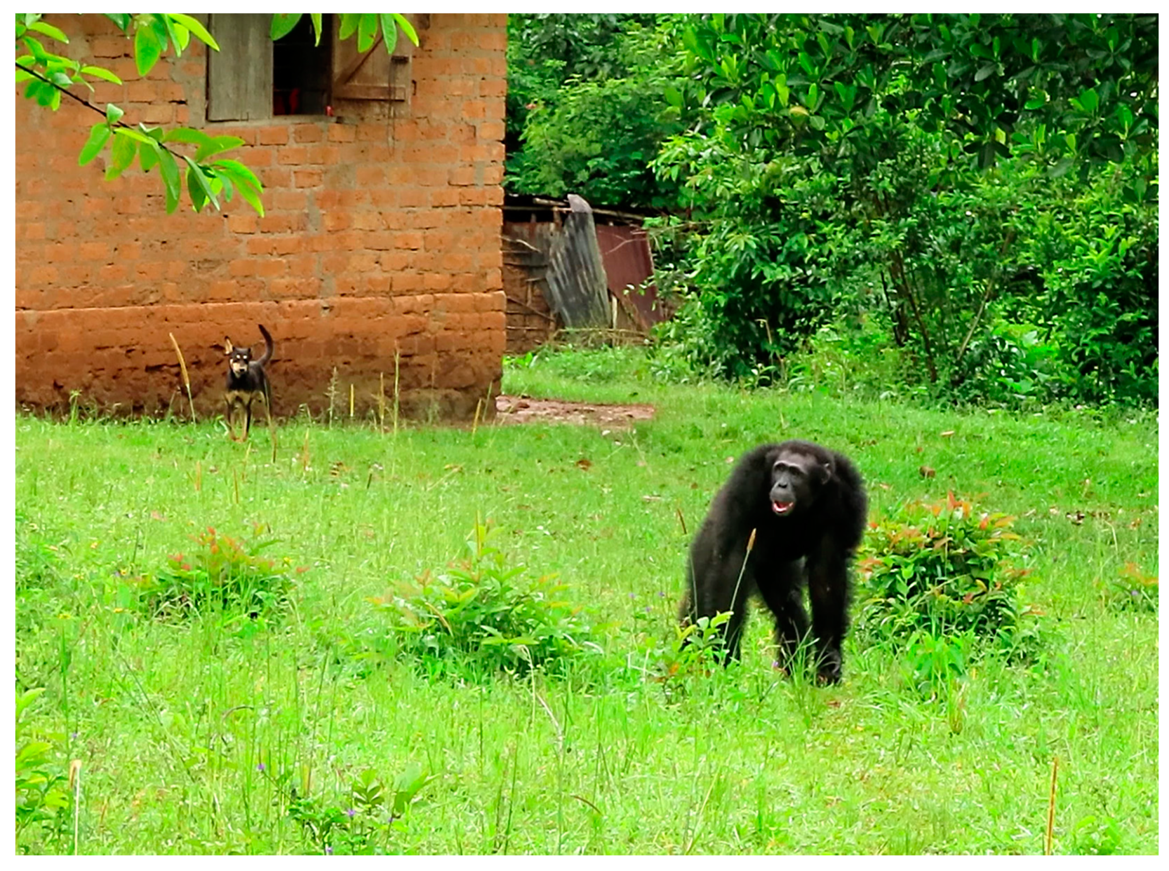Pathogens | Free Full-Text | Sparse Evidence for Giardia intestinalis,  Cryptosporidium spp. and Microsporidia Infections in Humans, Domesticated  Animals and Wild Nonhuman Primates Sharing a Farm–Forest Mosaic Landscape  in Western Uganda