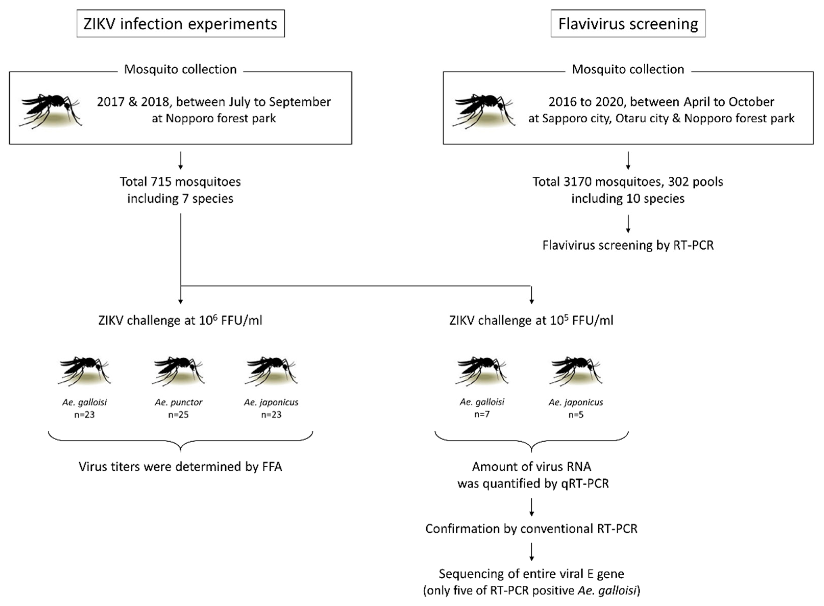 Pathogens Free Full Text Zika Virus Potential Vectors Among Aedes Mosquitoes From Hokkaido Northern Japan Implications For Potential Emergence Of Zika Disease Html