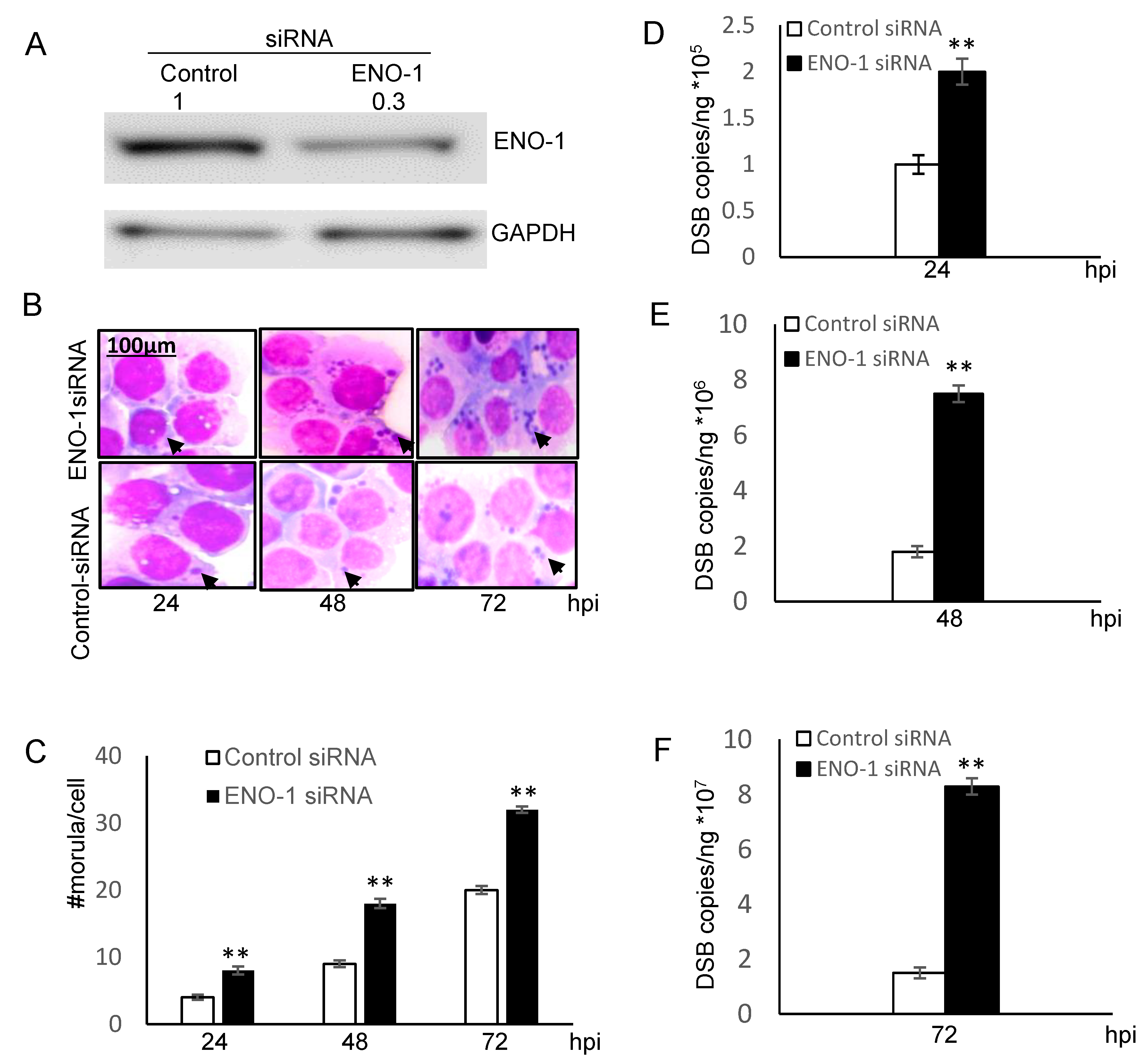 Pathogens 10 00962 g004 Pathogens 10 00962 g004