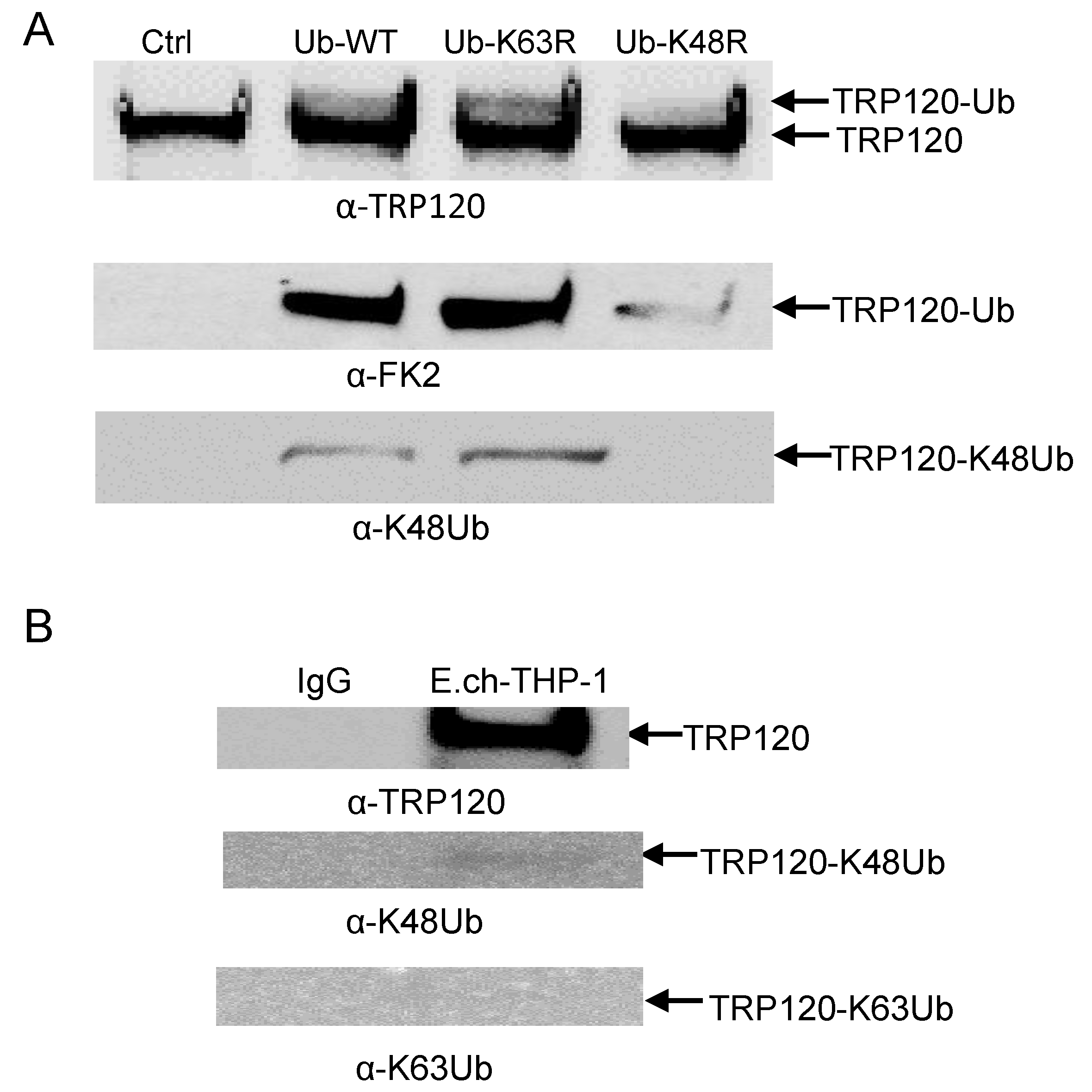 Pathogens 10 00962 g006 Pathogens 10 00962 g006