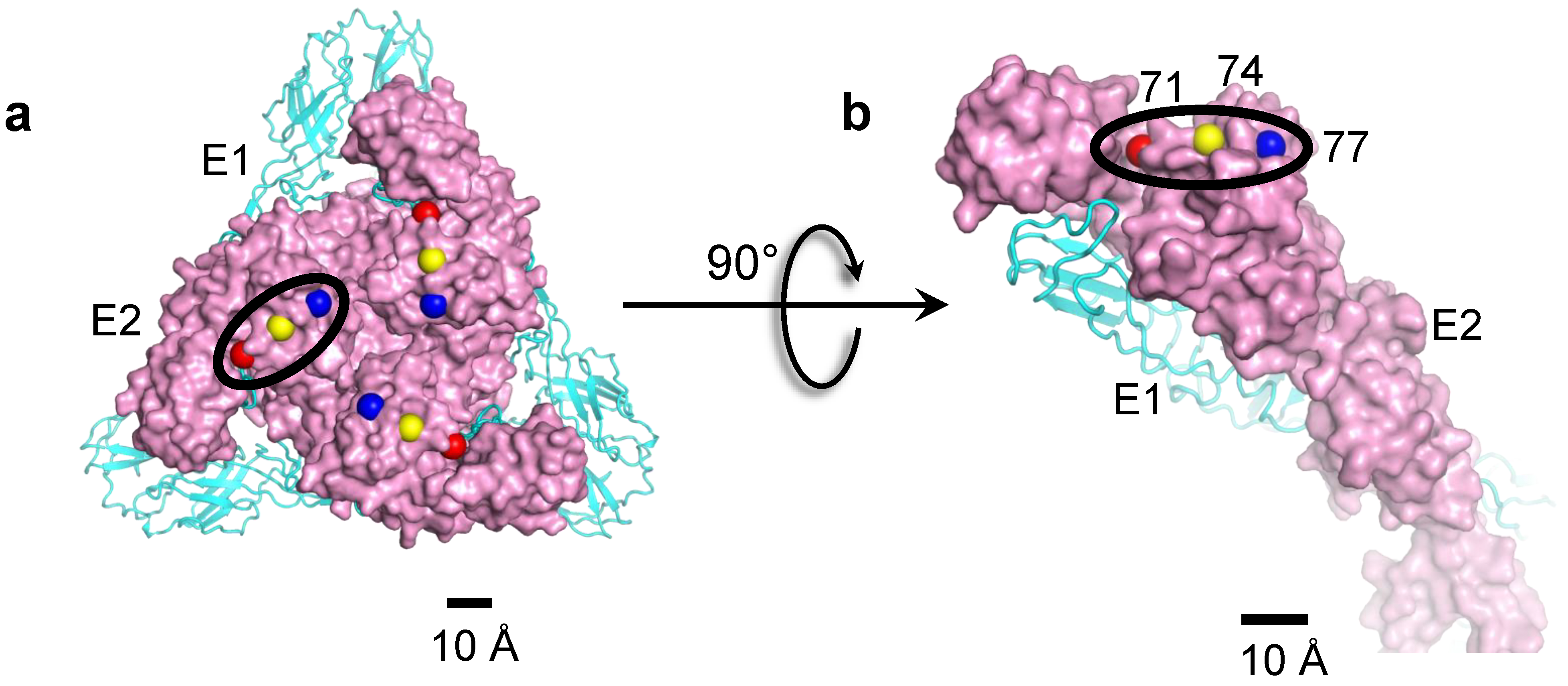 Pathogens 10 00973 g005 Pathogens 10 00973 g005