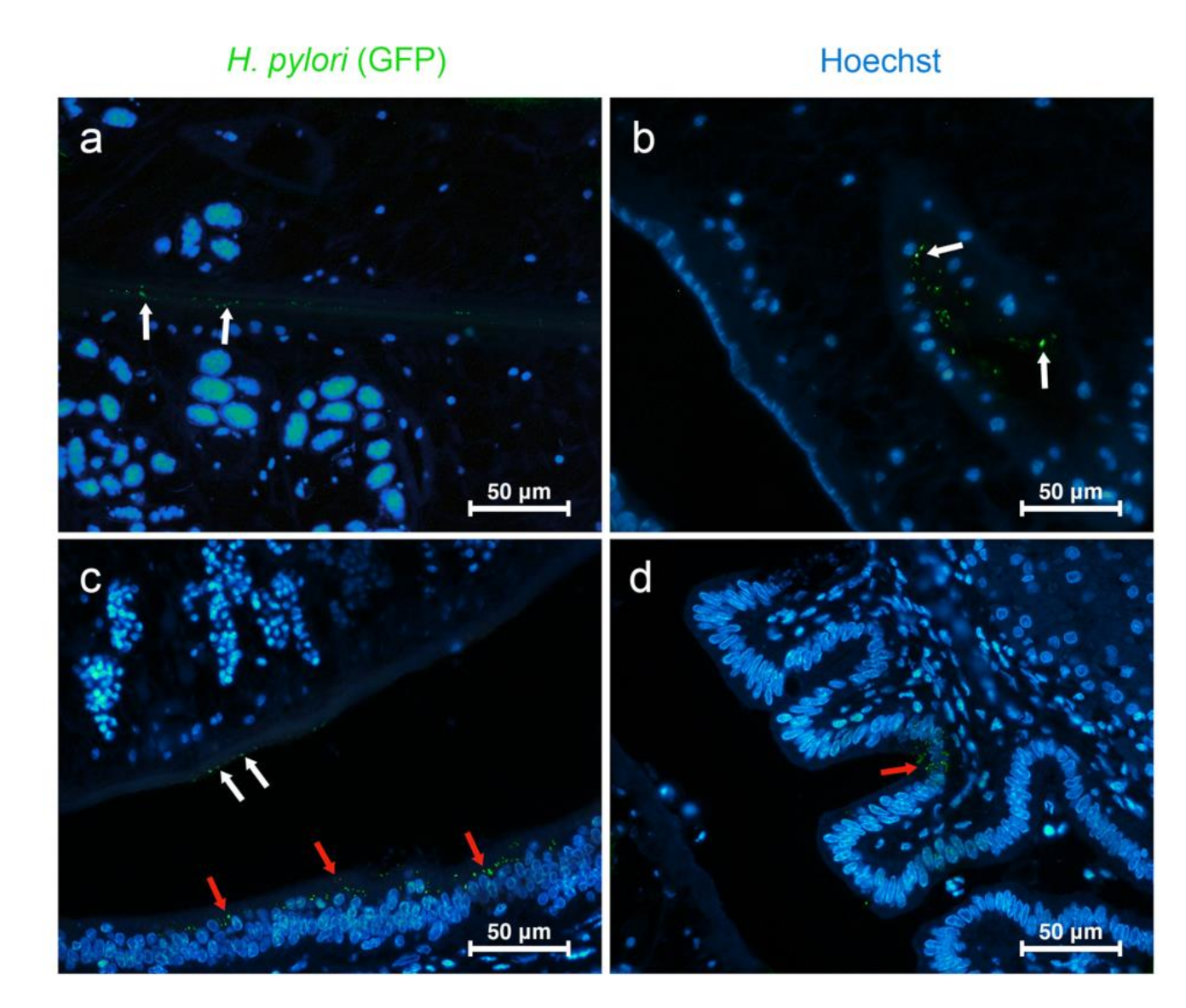 Pathogens 10 01089 g004 Pathogens 10 01089 g004