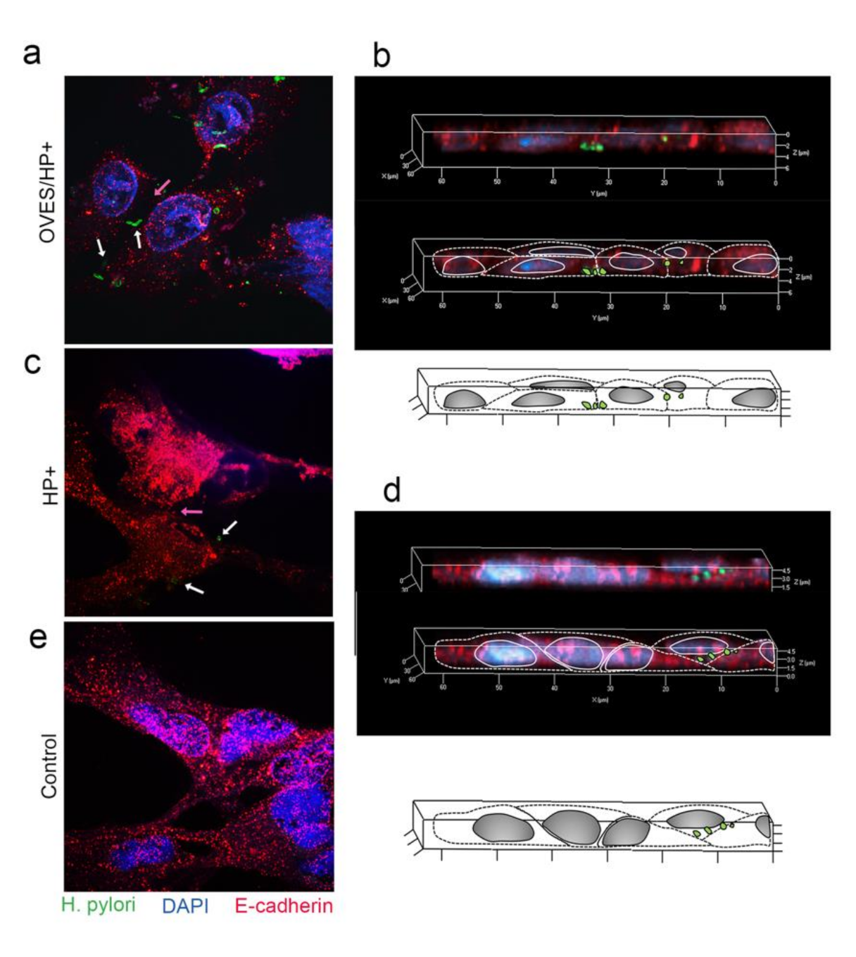 Pathogens 10 01089 g007 Pathogens 10 01089 g007