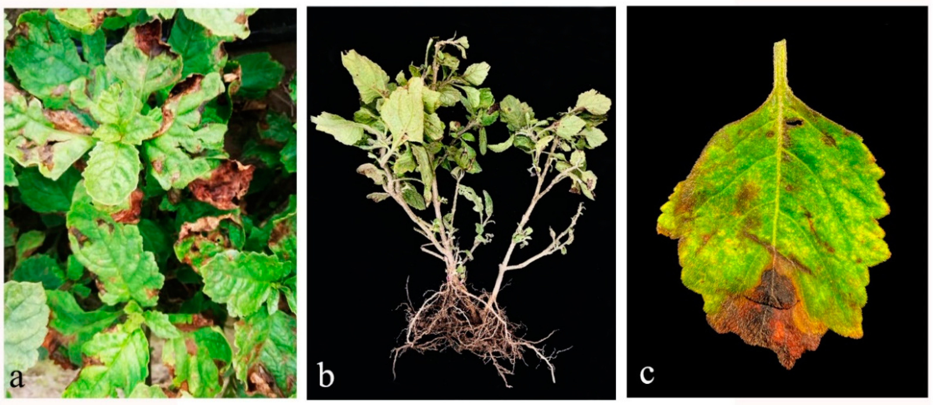 xf and infection in plant