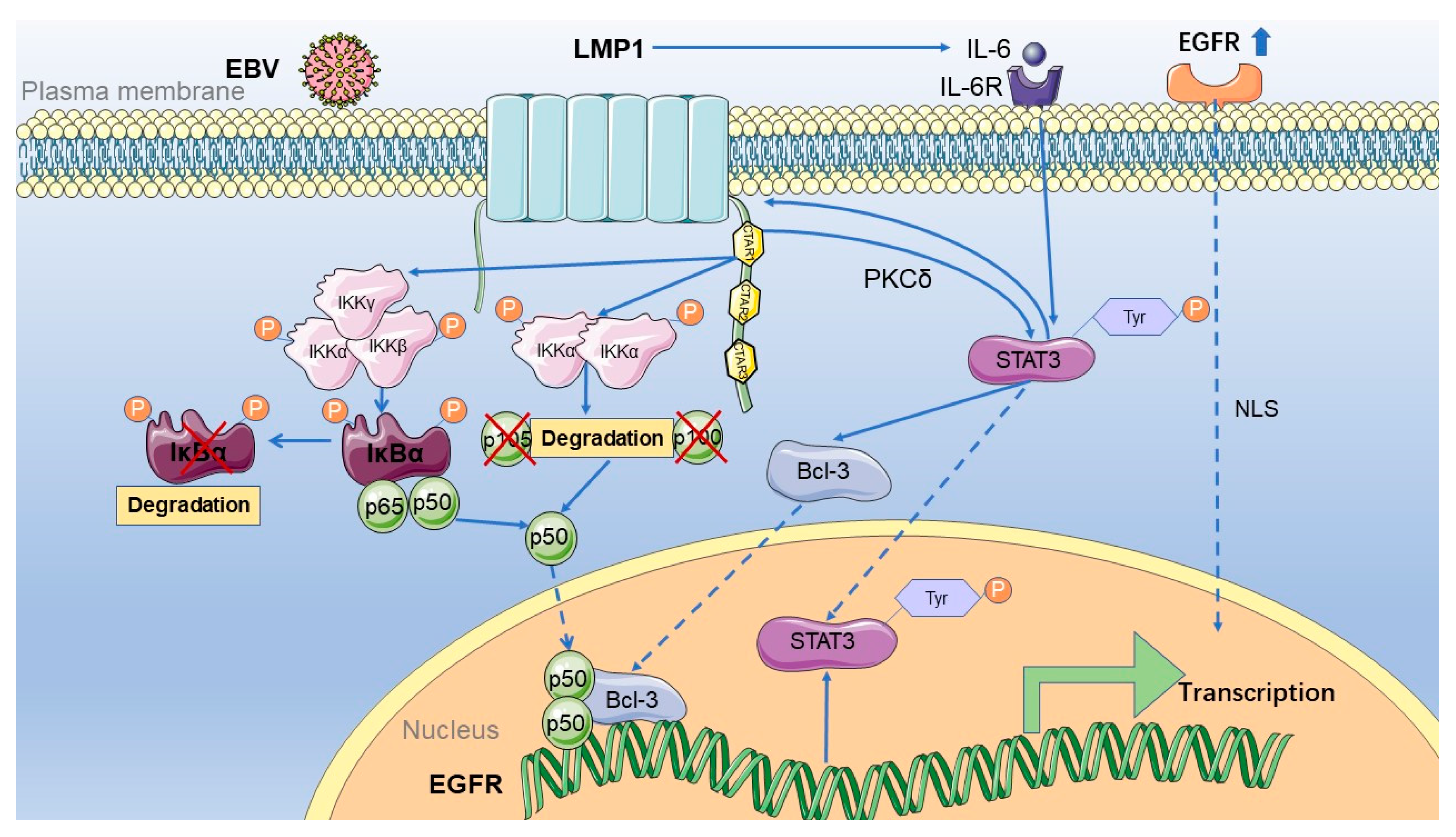 Pathogens 10 01113 g002 Pathogens 10 01113 g002
