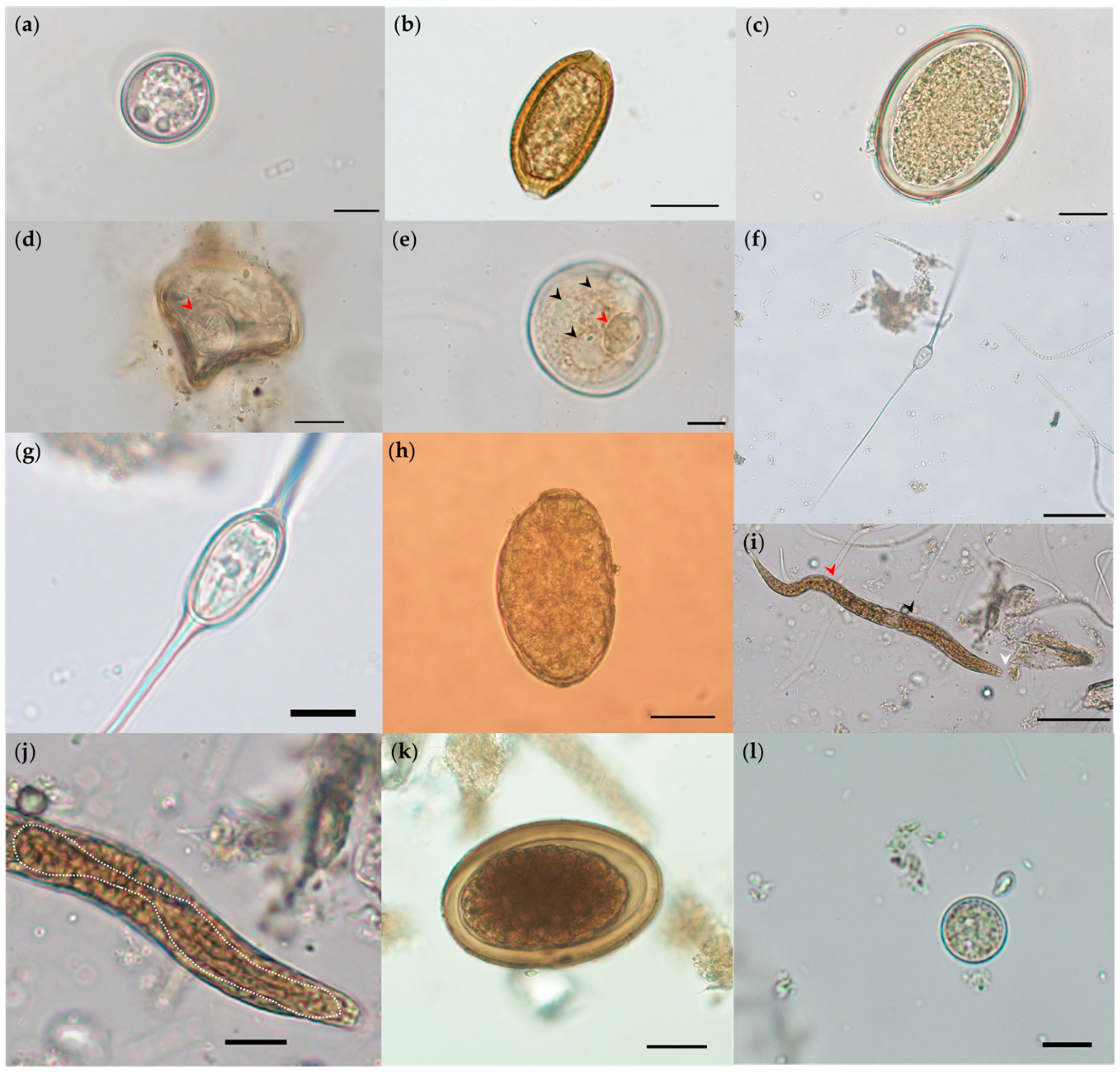 Pathogens 10 01152 g002