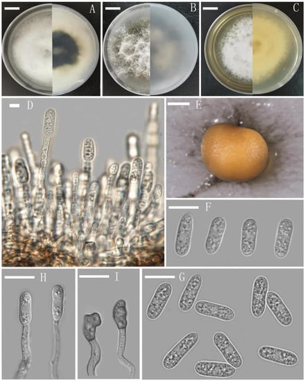 Pathogens | Free Full-Text | Morphology, Phylogeny And Pathogenicity Of ...