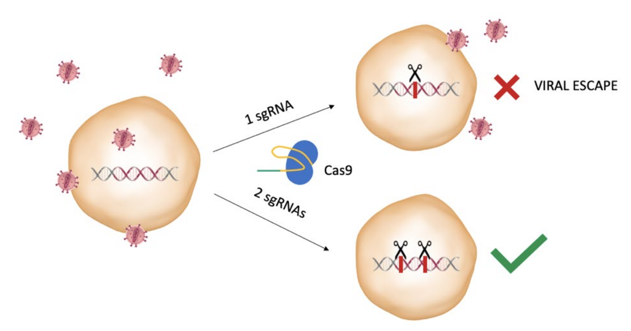 Pathogens 10 01257 g003