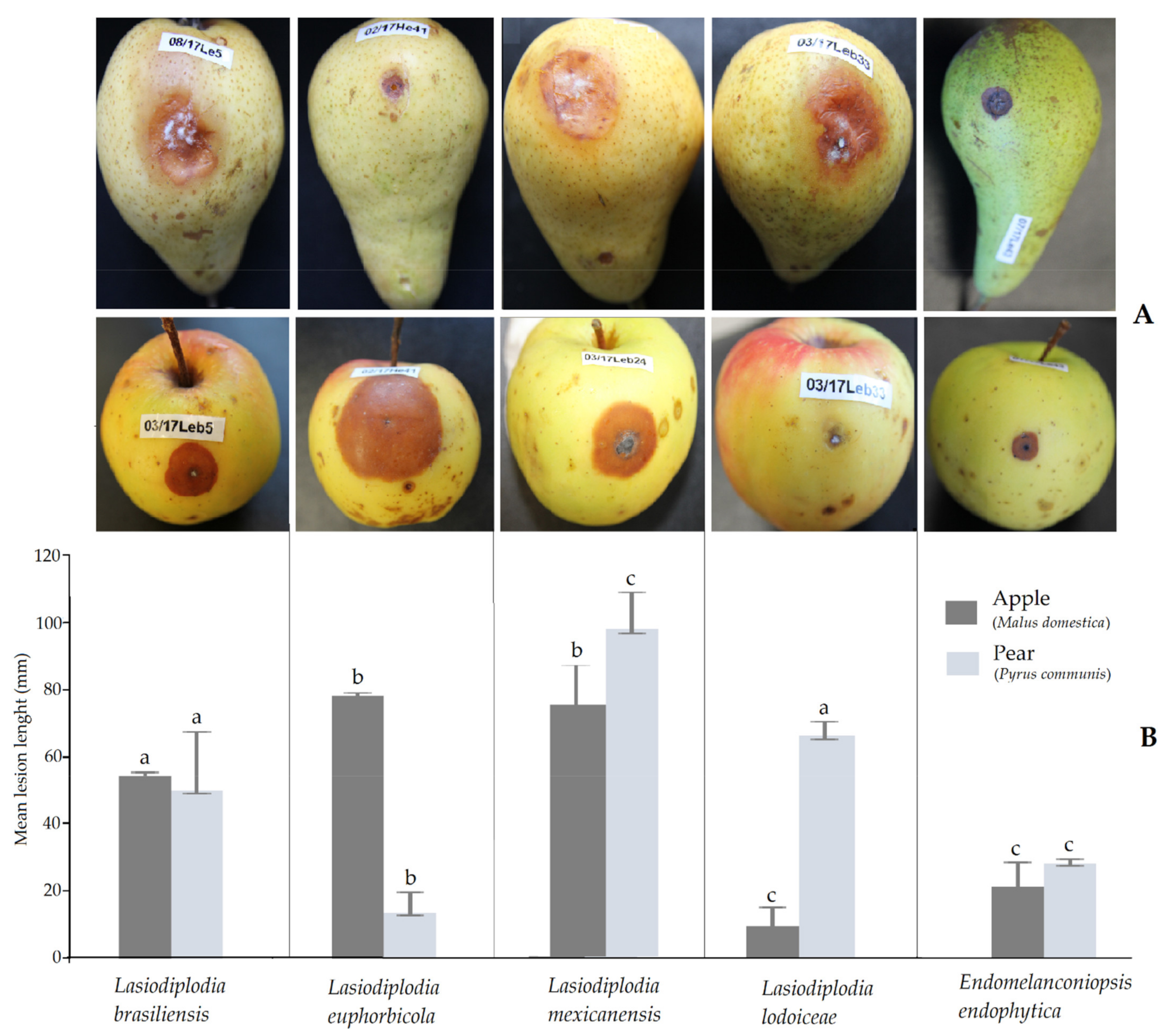 Pathogens 10 01297 g003
