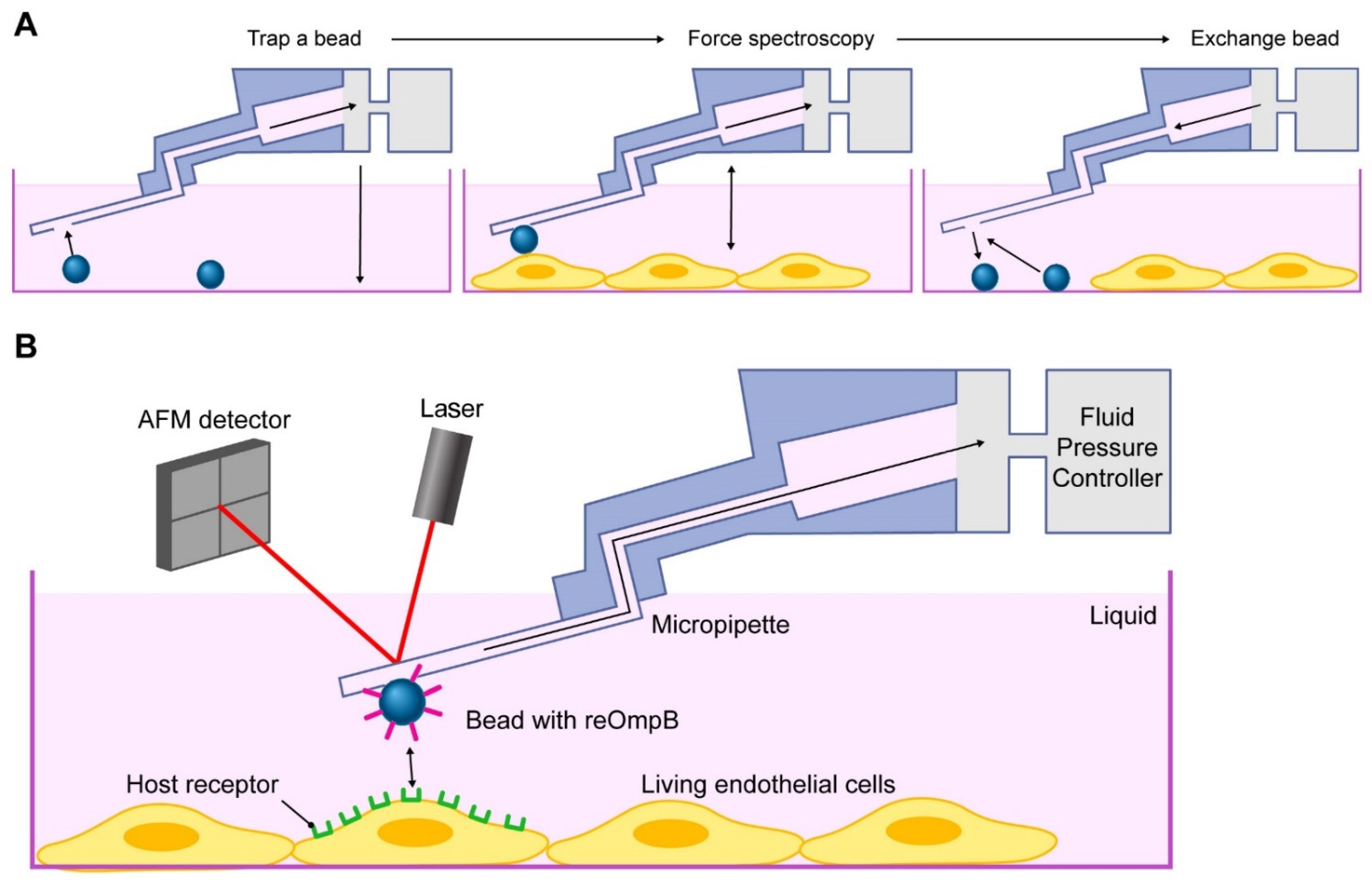 Pathogens 10 01307 g002