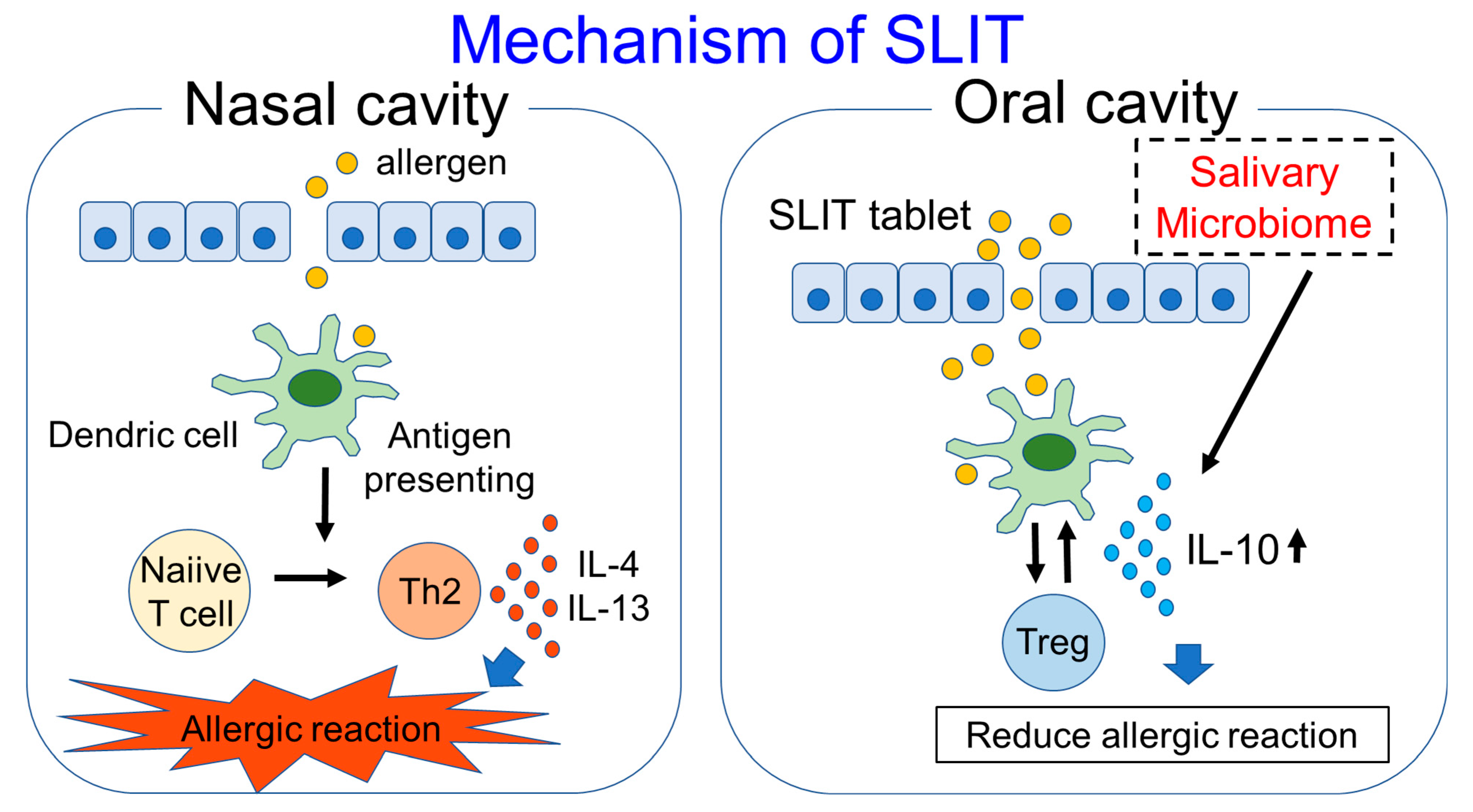 Pathogens | Free Full-Text | Relationship between Saliva and Sublingual  Immunotherapy | HTML