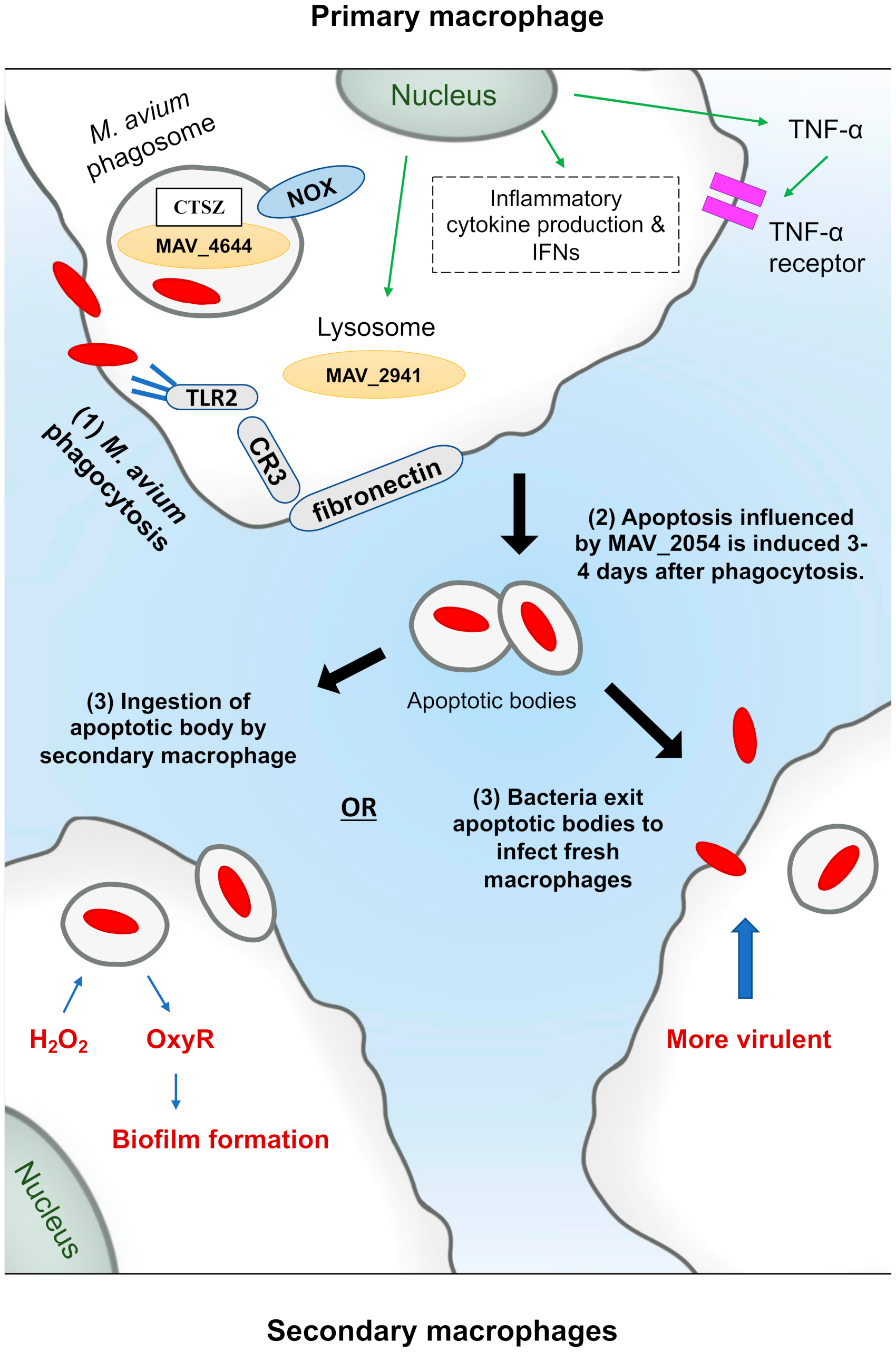 Pathogens 10 01365 g002