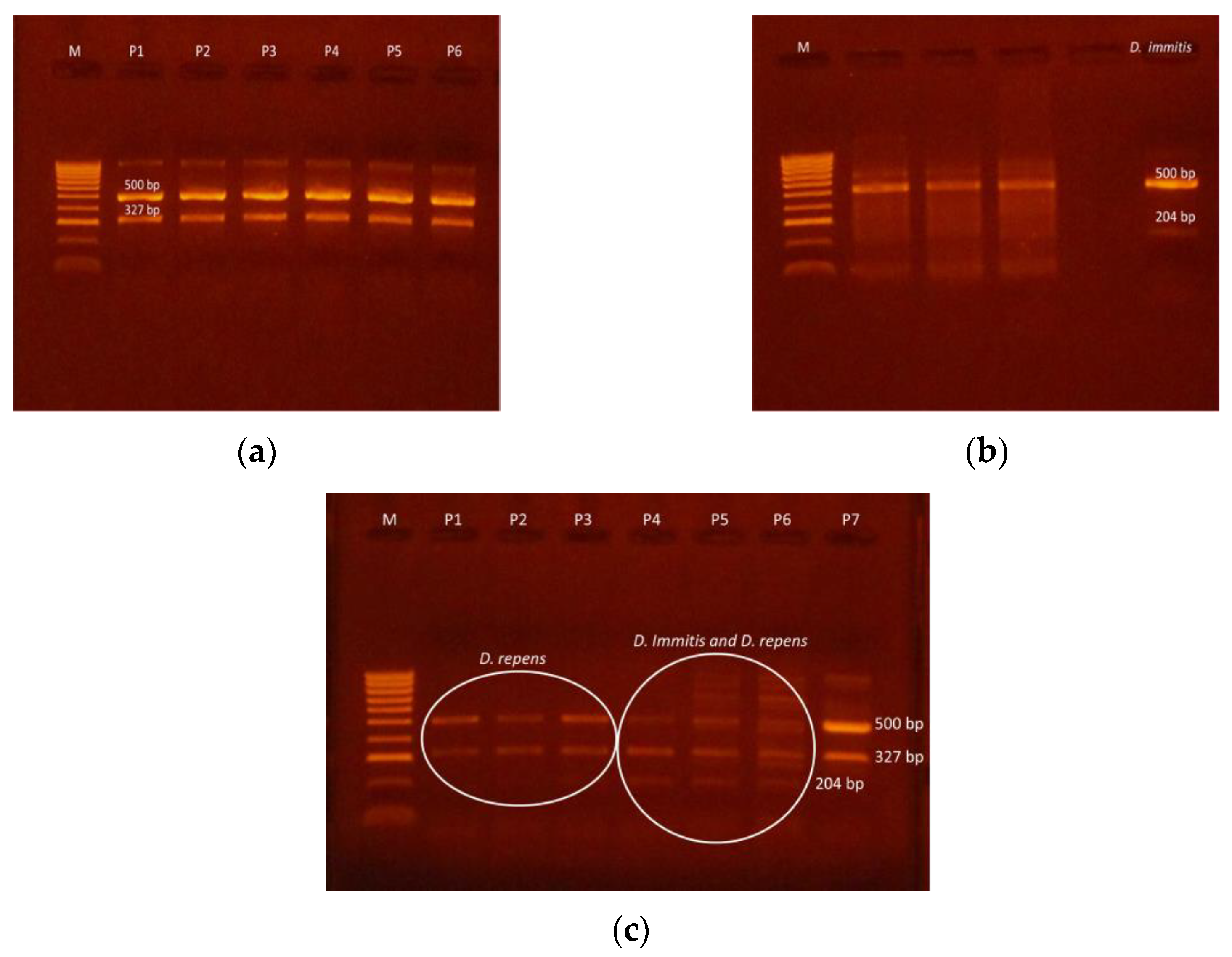 Pathogens 10 01400 g005 Pathogens 10 01400 g005