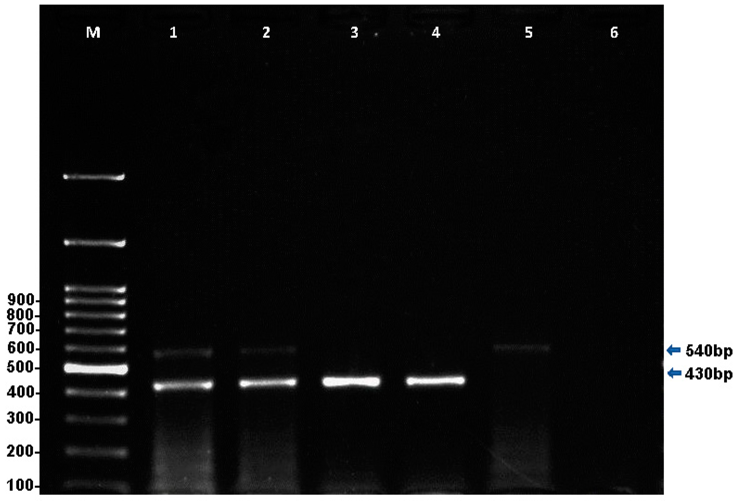 dendrogram construction bioedit