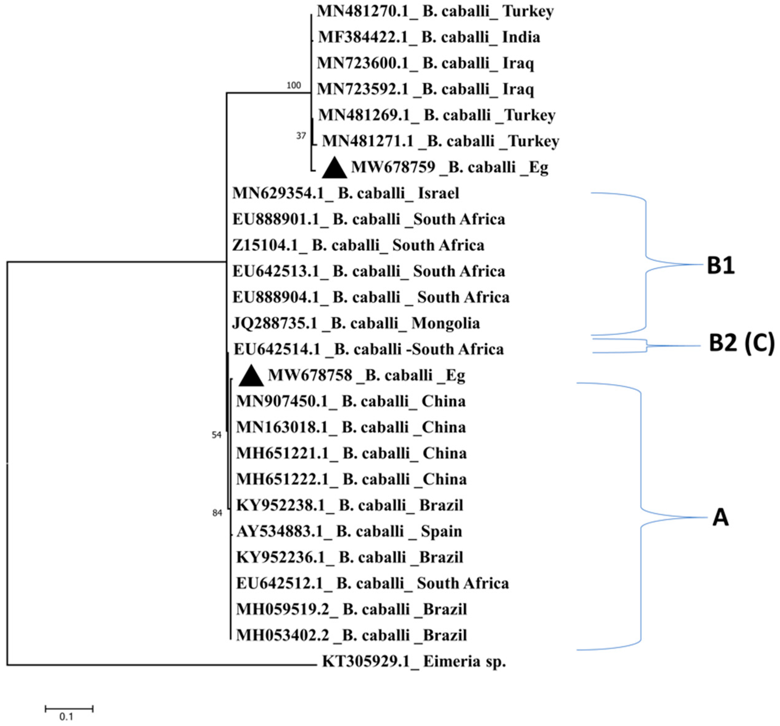 Pathogens 10 01414 g004