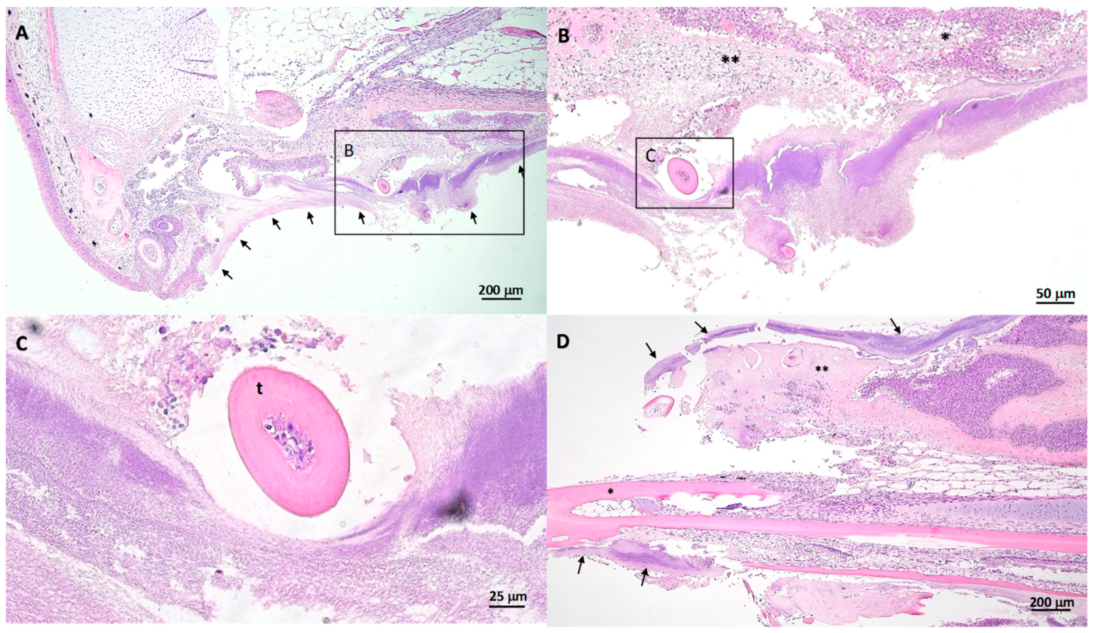 Pathogens 10 01439 g004