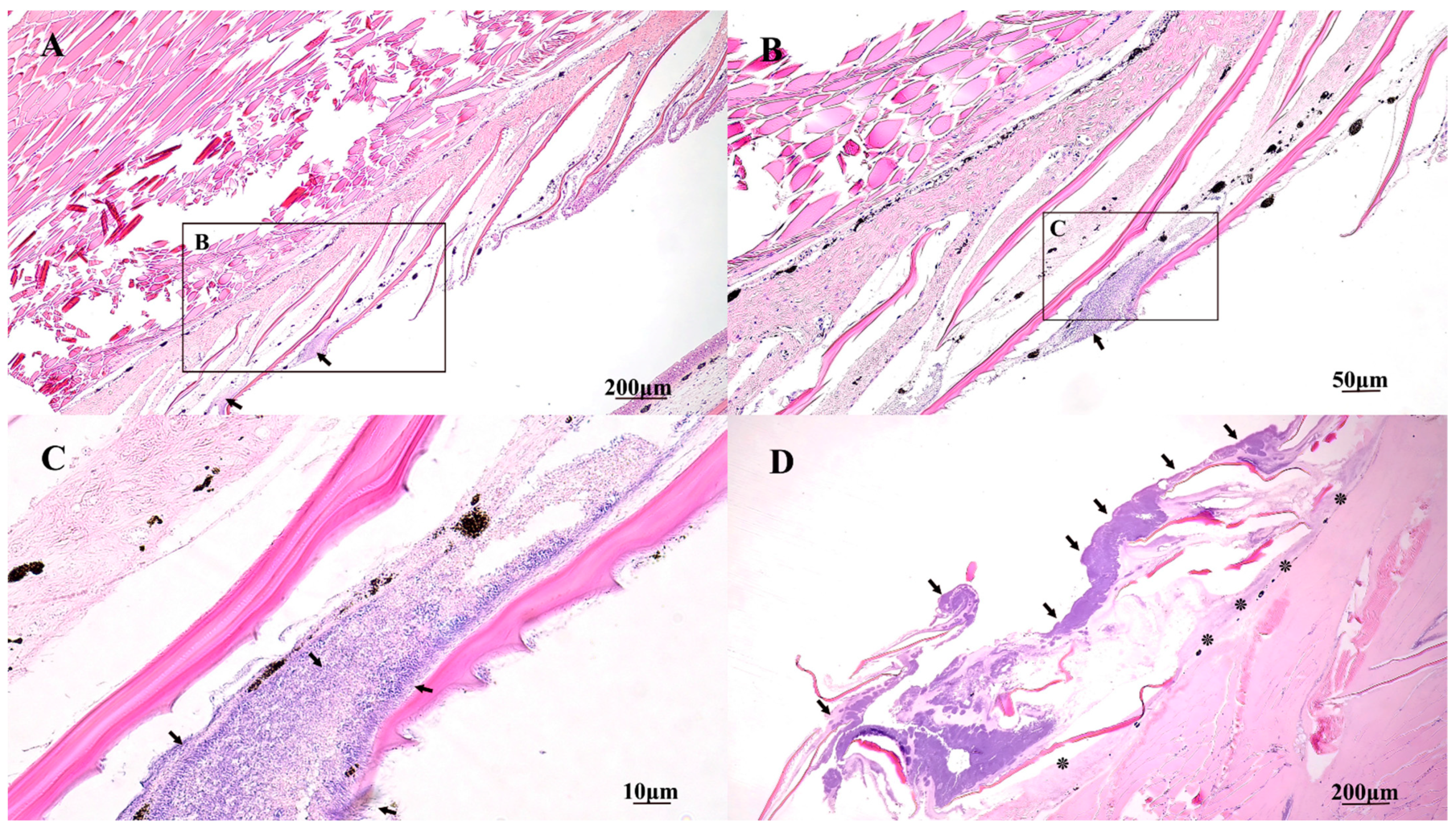 Pathogens 10 01439 g006