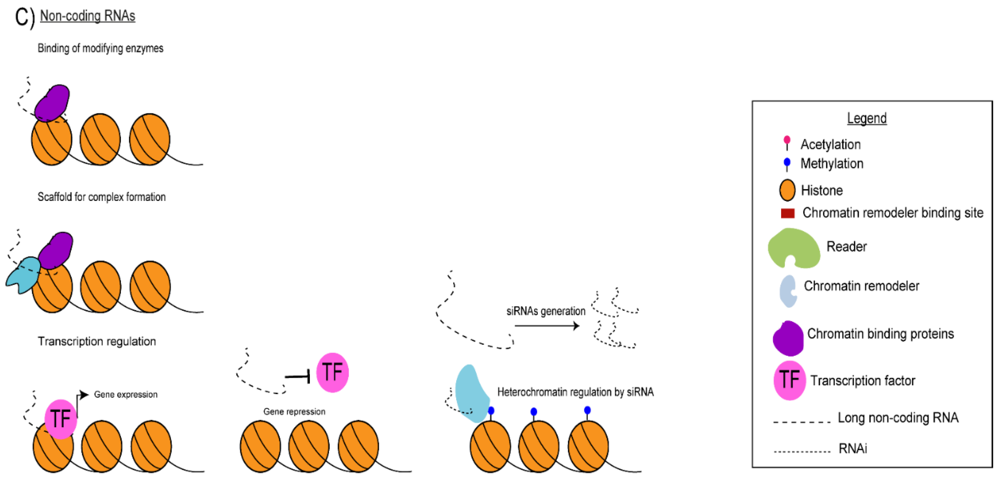 Pathogens 10 01463 g002b Pathogens 10 01463 g002b