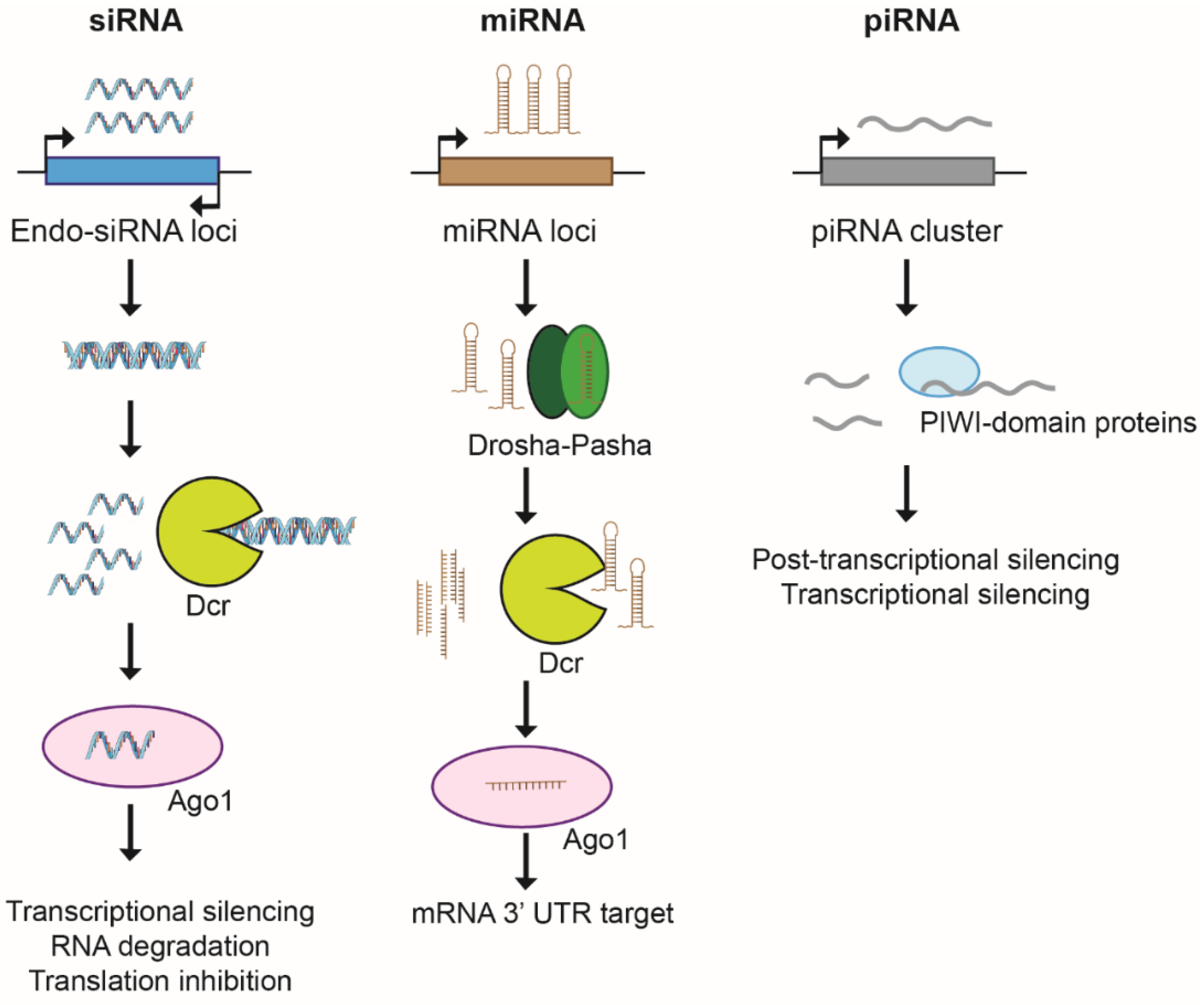 Pathogens 10 01463 g004 Pathogens 10 01463 g004