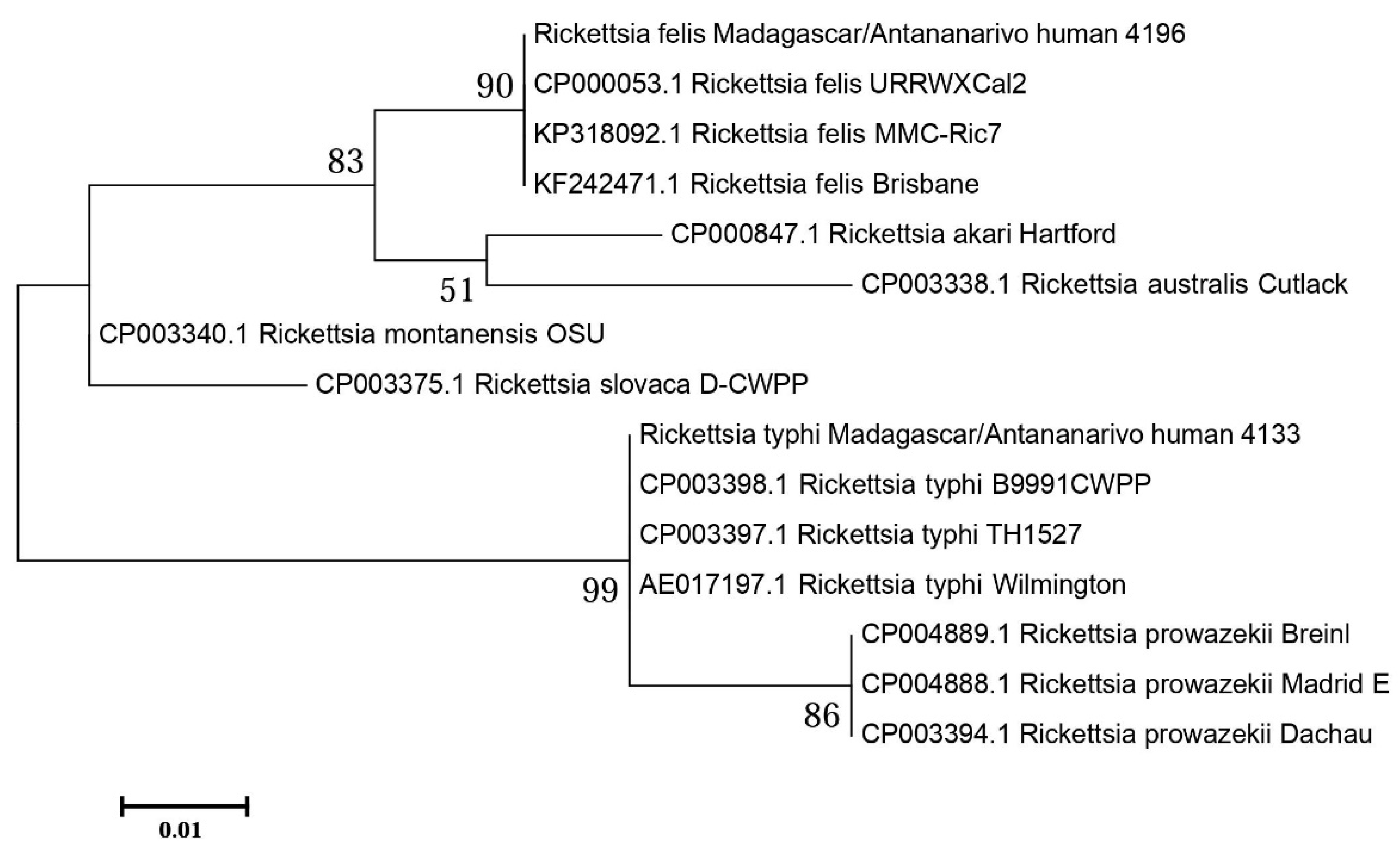 Specific rickettsial serology