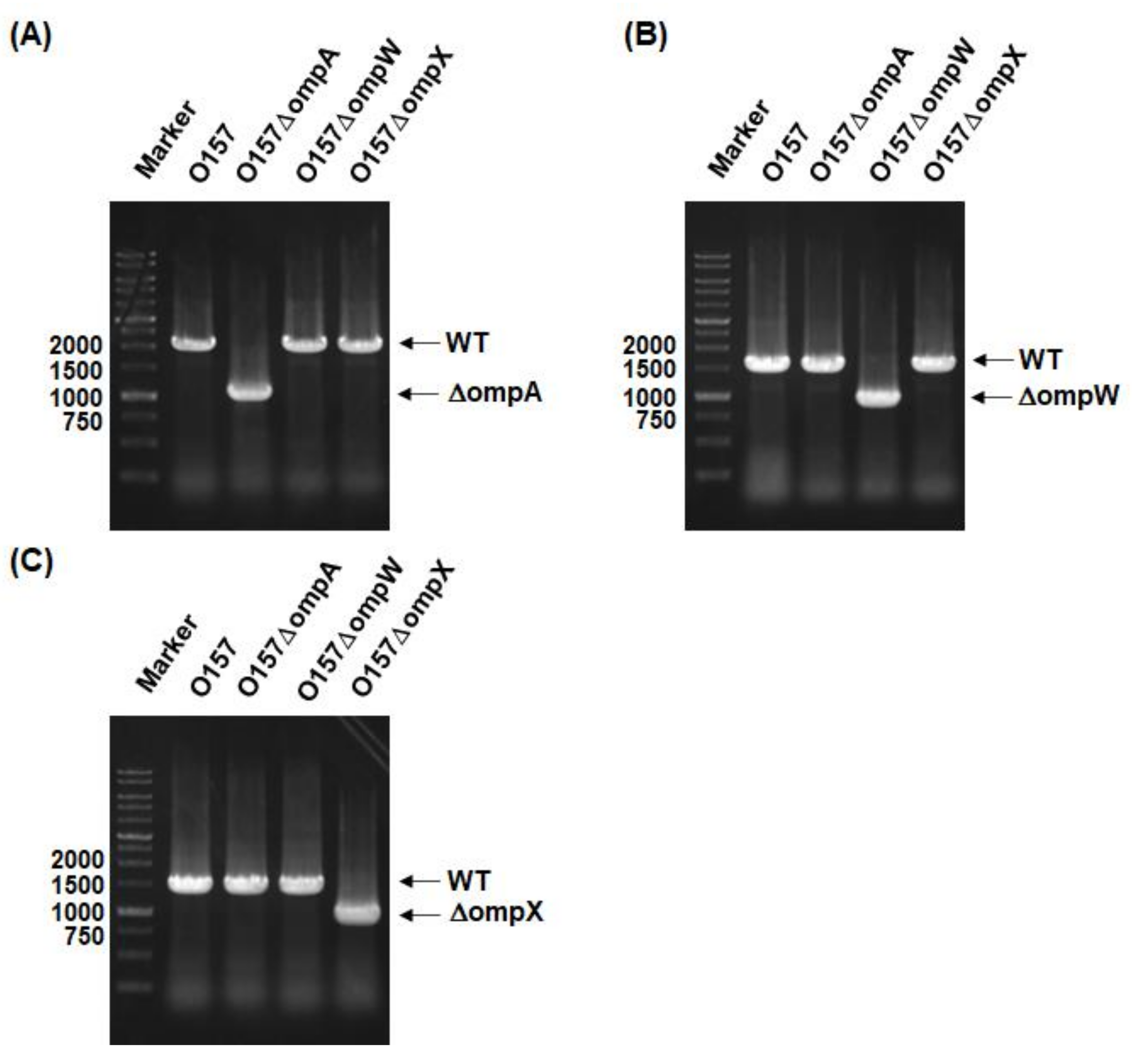 Pathogens 10 01496 g001 Pathogens 10 01496 g001