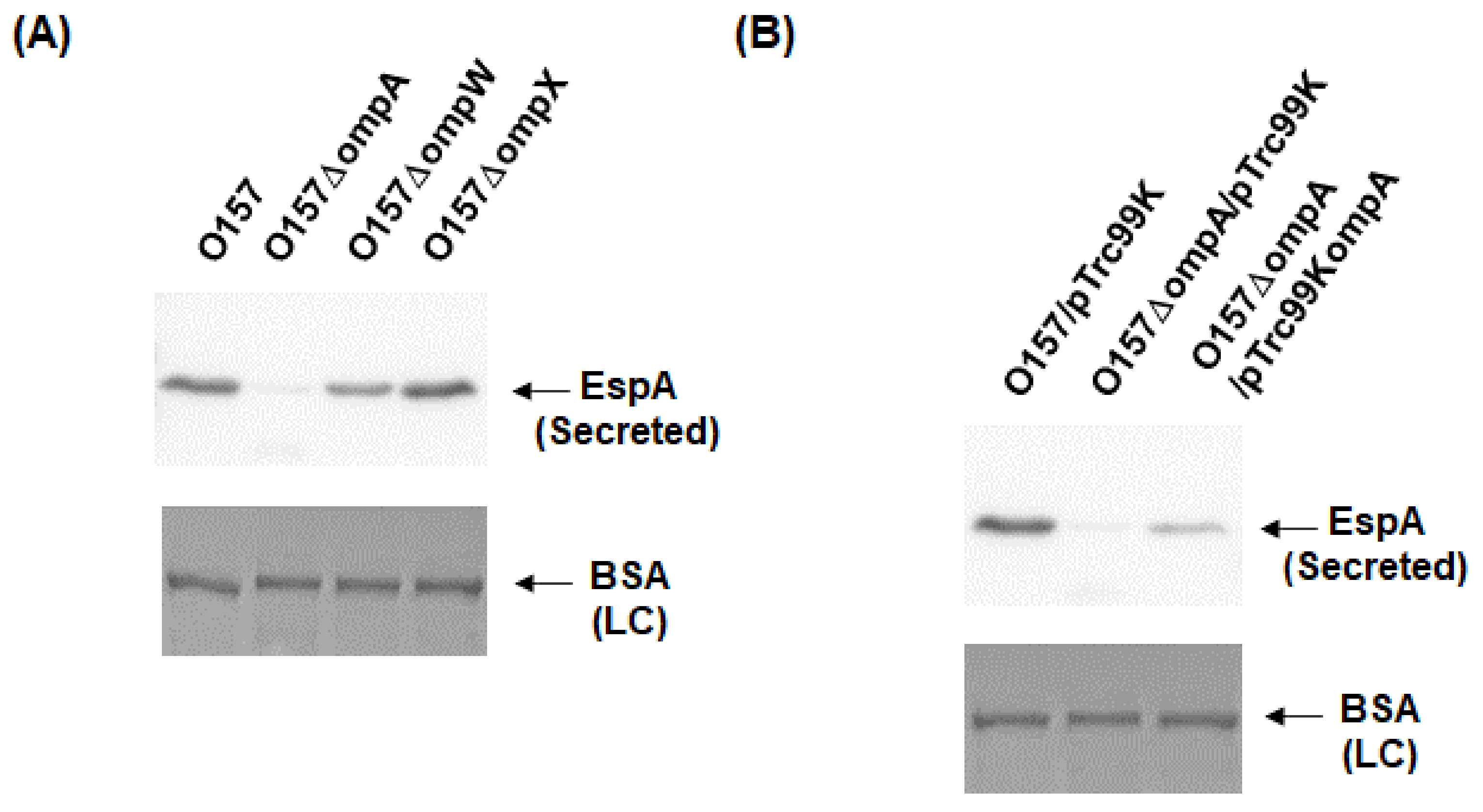 Pathogens 10 01496 g003 Pathogens 10 01496 g003